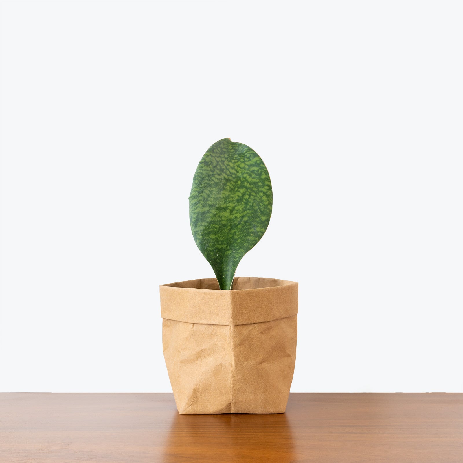 Sansevieria Masoniana Whale Fin - Snake Plant - House Plants Delivery Toronto - JOMO Studio