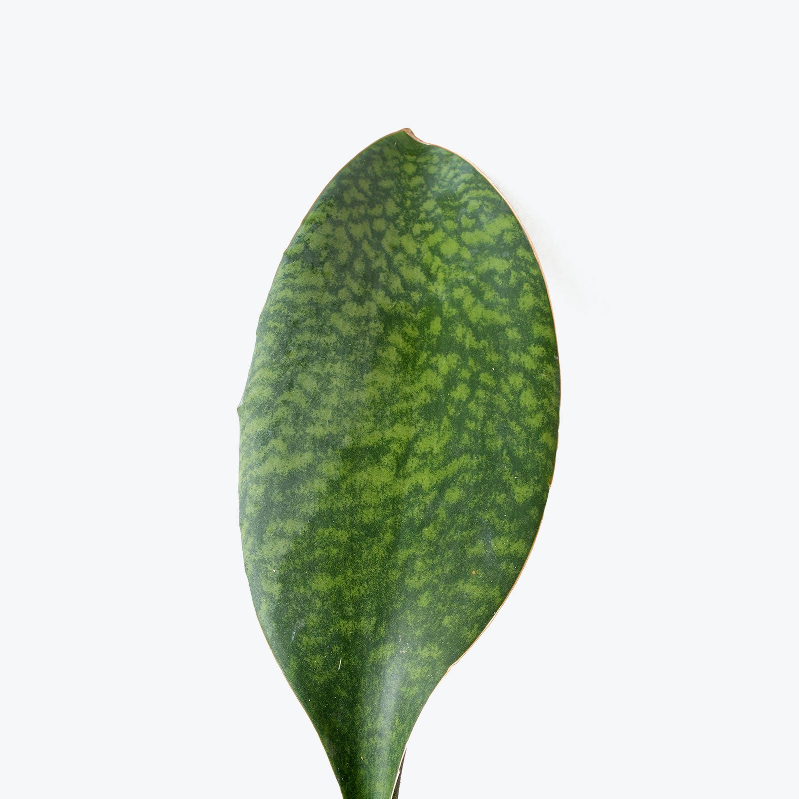 Sansevieria Masoniana Whale Fin - Snake Plant - House Plants Delivery Toronto - JOMO Studio