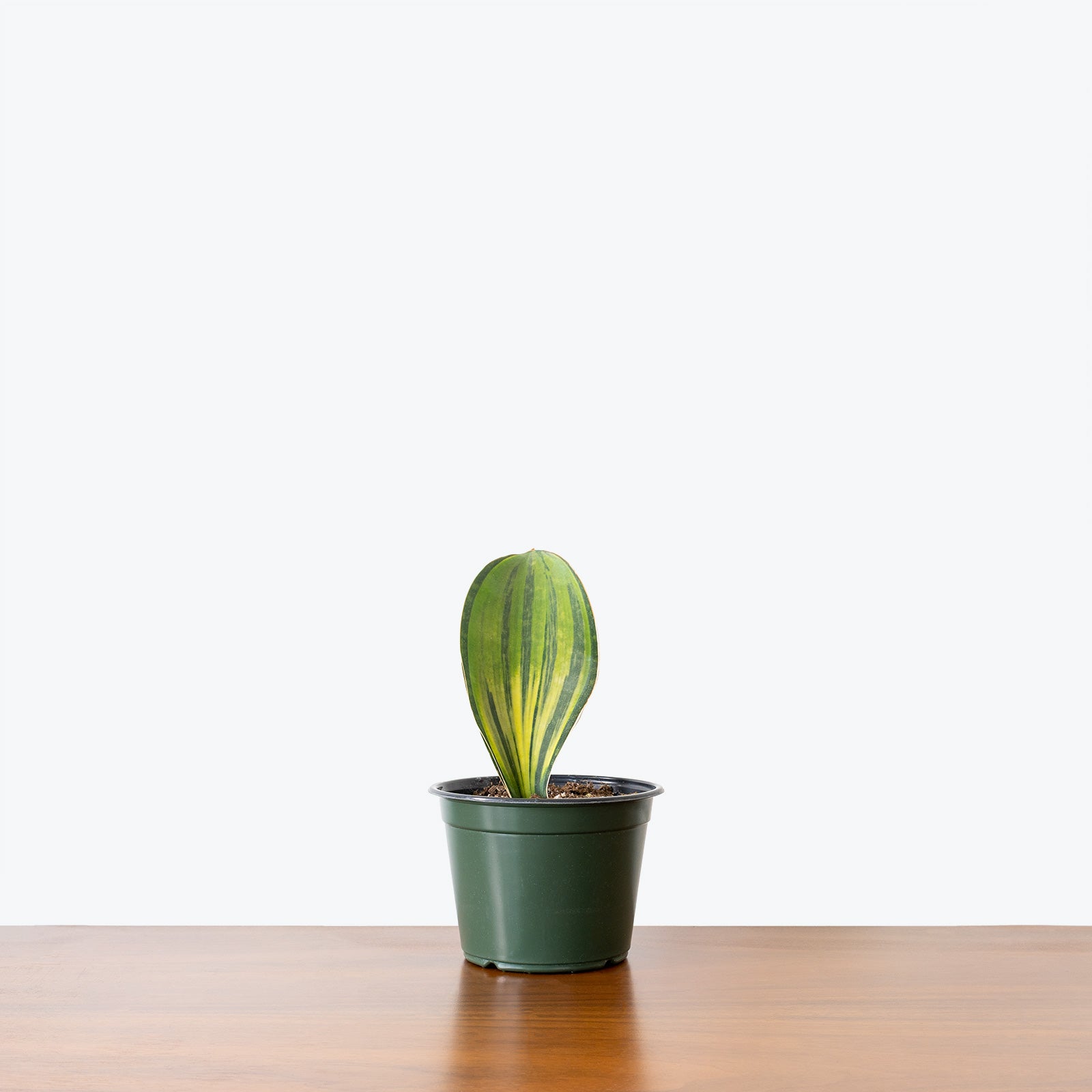 Sansevieria Masoniana Whale Fin Variegata | Snake Plant | Care Guide and Pro Tips - Delivery from Toronto across Canada - JOMO Studio