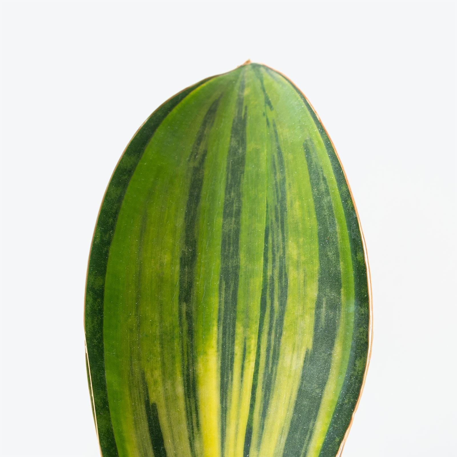 Sansevieria Masoniana Whale Fin Variegata | Snake Plant | Care Guide and Pro Tips - Delivery from Toronto across Canada - JOMO Studio
