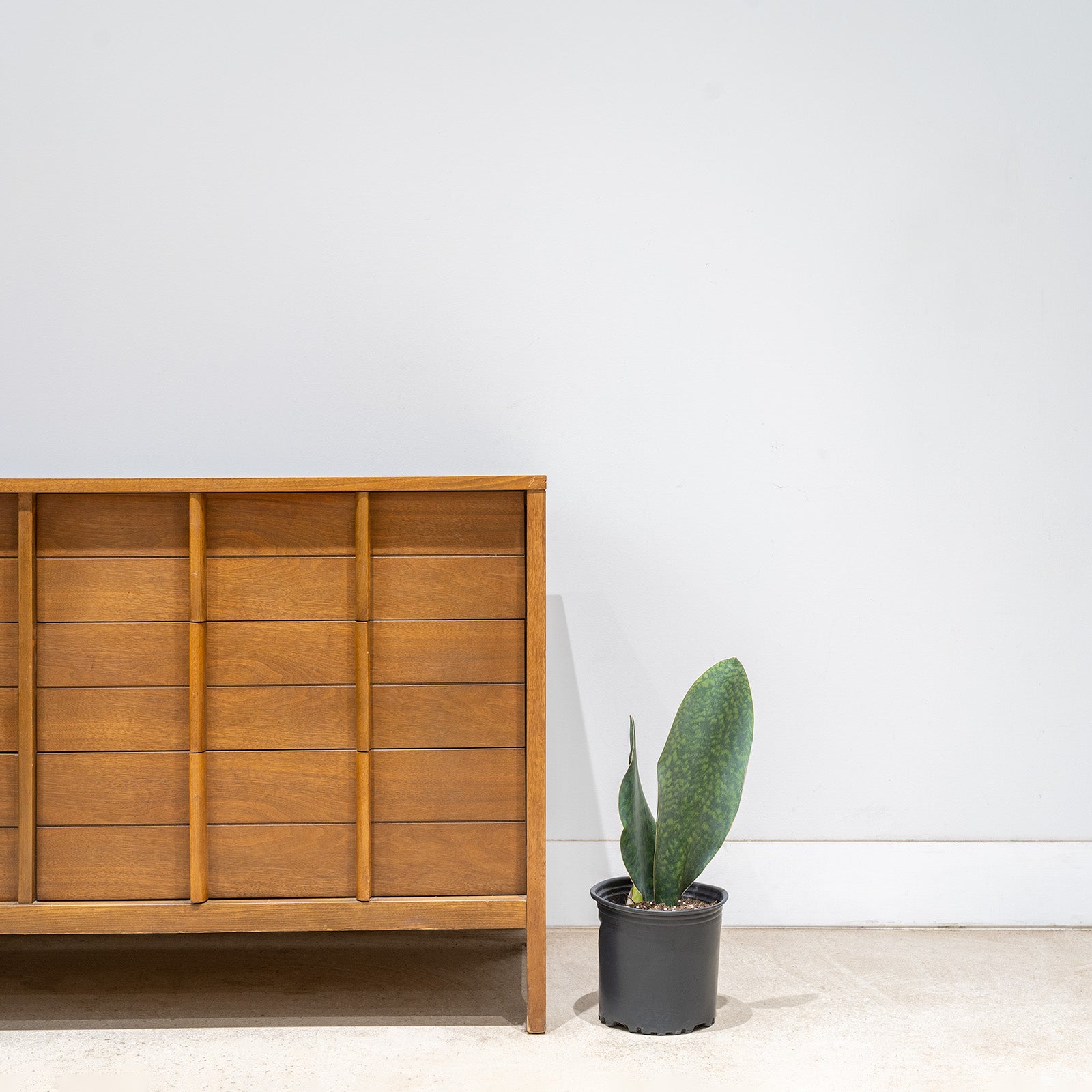 Sansevieria Masoniana | Whale Fin Snake Plant | Care Guide and Pro Tips - Delivery from Toronto across Canada - JOMO Studio