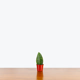 Sansevieria Masoniana Whale Fin — 2.5" Pot