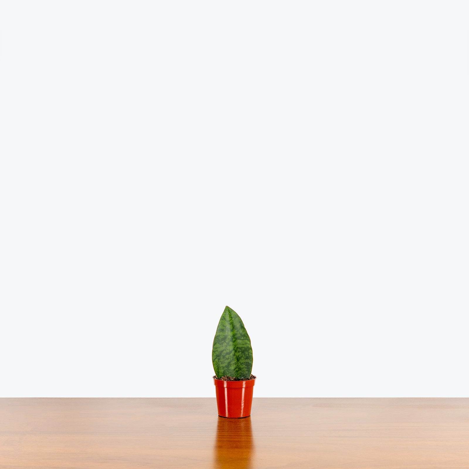 Sansevieria Masoniana | Whale Fin Snake Plant | Care Guide and Pro Tips - Delivery from Toronto across Canada - JOMO Studio