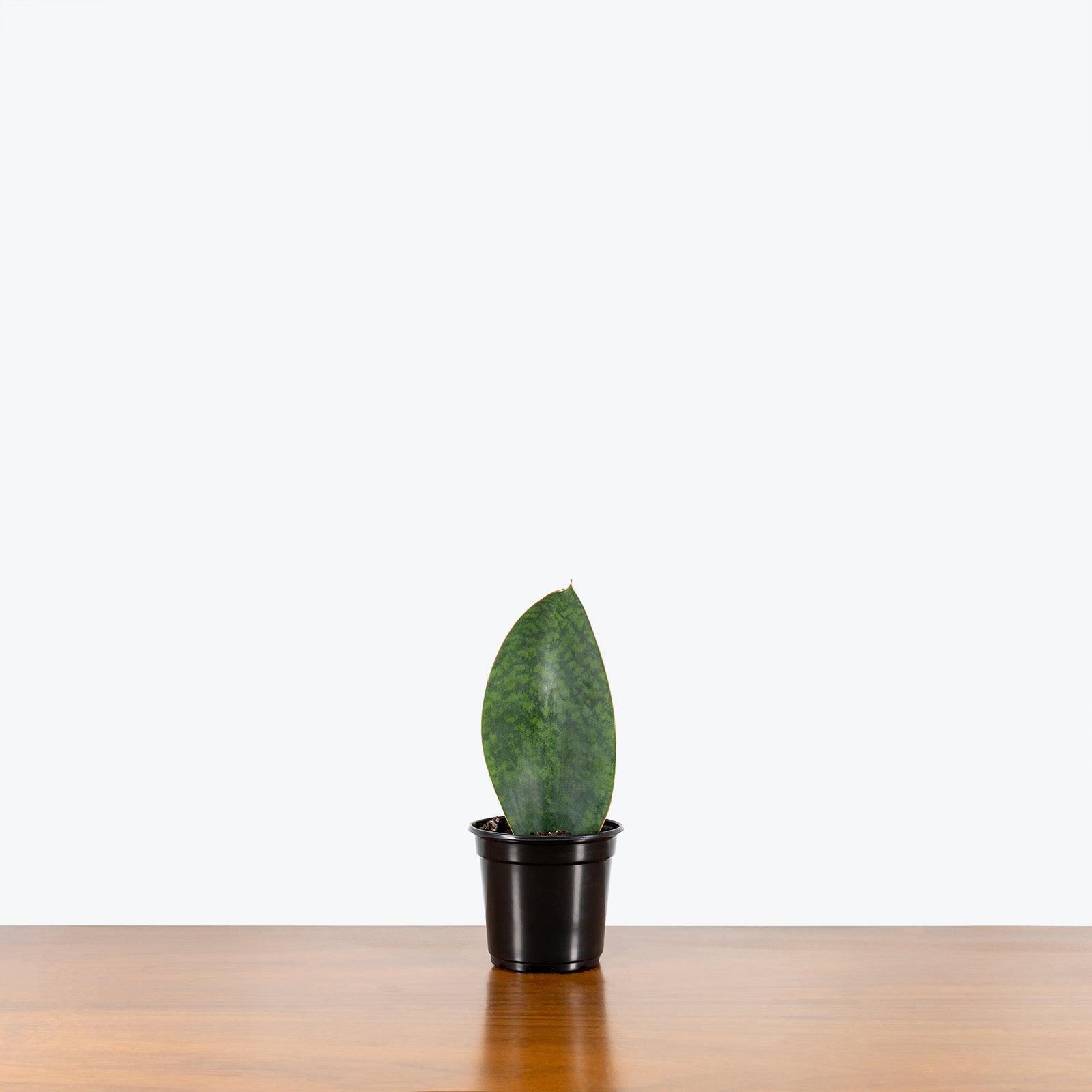 Sansevieria Masoniana Whale Fin - Snake Plant - House Plants Delivery Toronto - JOMO Studio