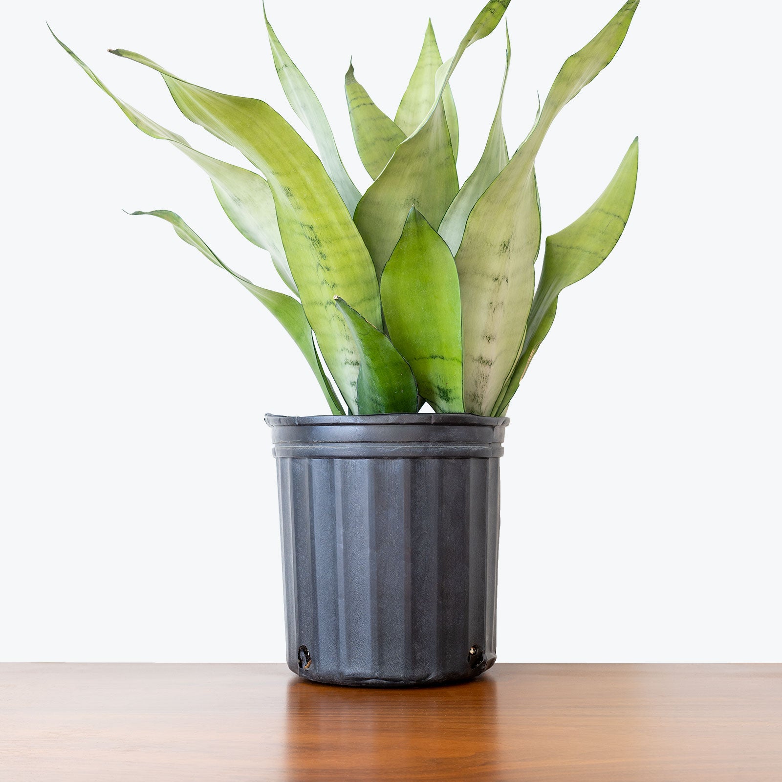 Sansevieria Moonshine | Snake Plant | Care Guide and Pro Tips - Delivery from Toronto across Canada - JOMO Studio
