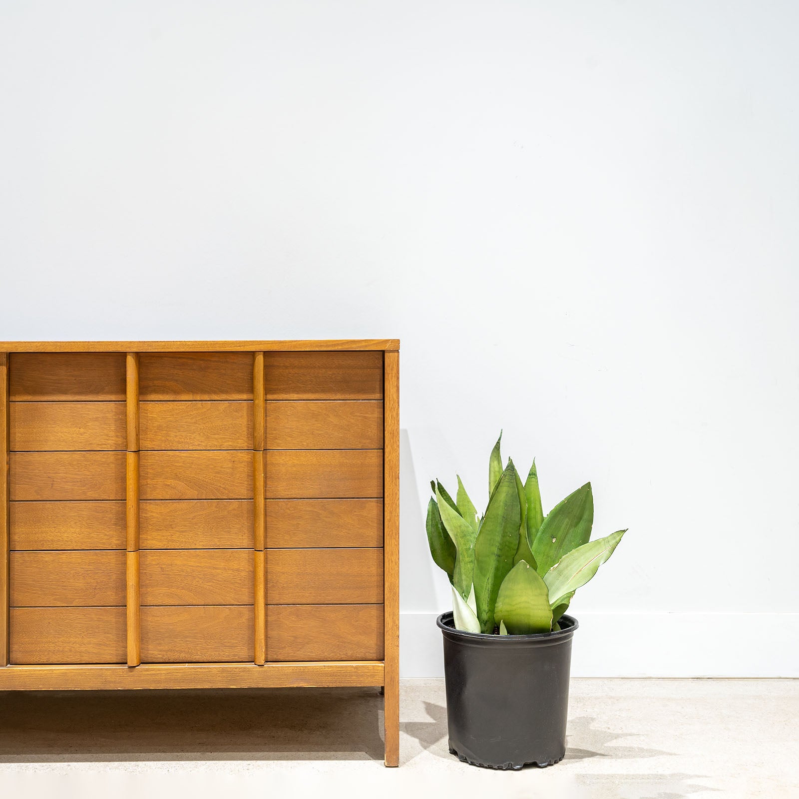 Sansevieria Moonshine | Snake Plant | Care Guide and Pro Tips - Delivery from Toronto across Canada - JOMO Studio