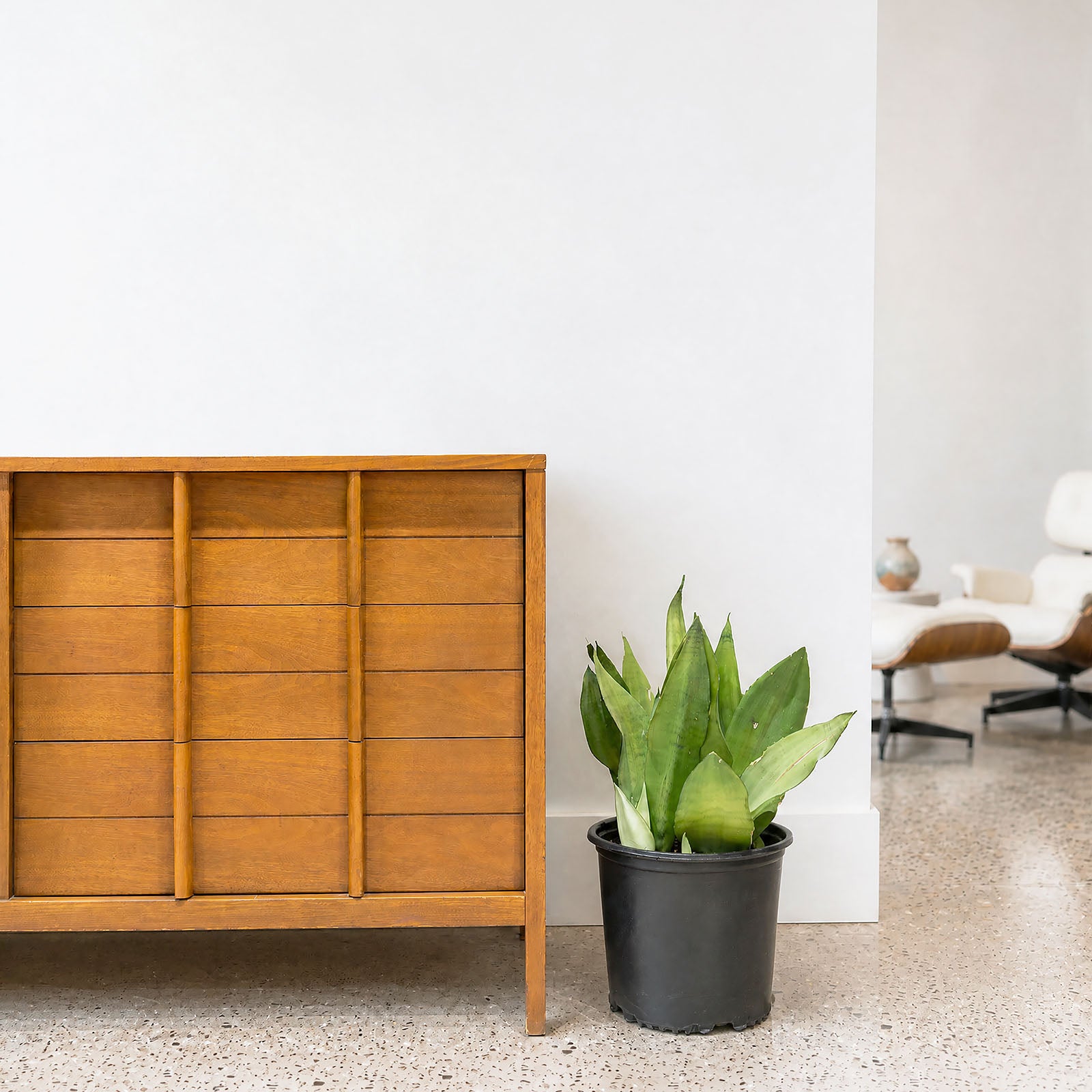 Sansevieria Moonshine | Snake Plant | Care Guide and Pro Tips - Delivery from Toronto across Canada - JOMO Studio