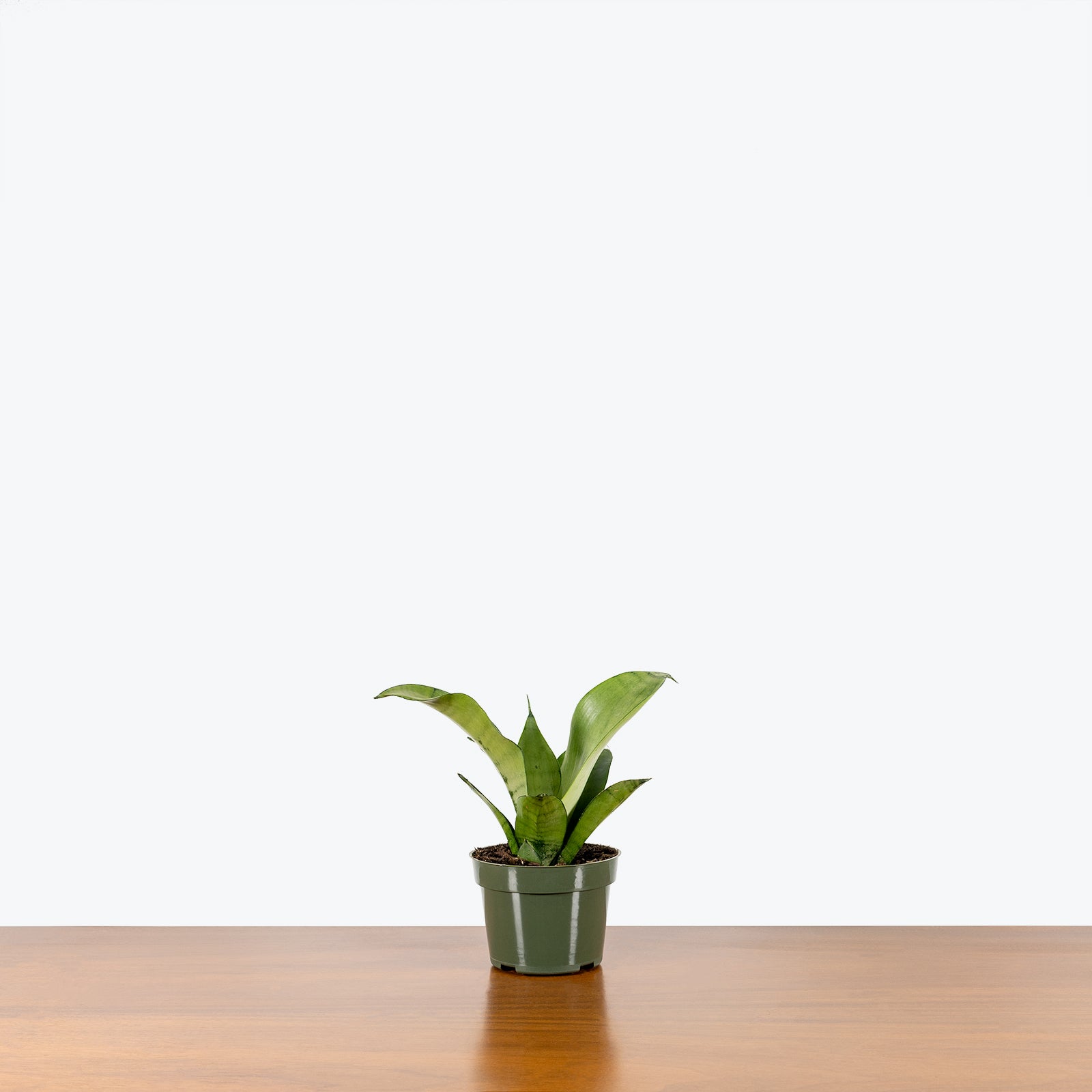 Sansevieria Moonshine | Snake Plant | Care Guide and Pro Tips - Delivery from Toronto across Canada - JOMO Studio