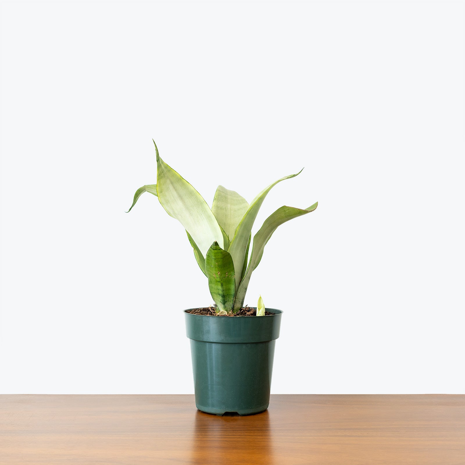 Sansevieria Moonshine | Snake Plant | Care Guide and Pro Tips - Delivery from Toronto across Canada - JOMO Studio