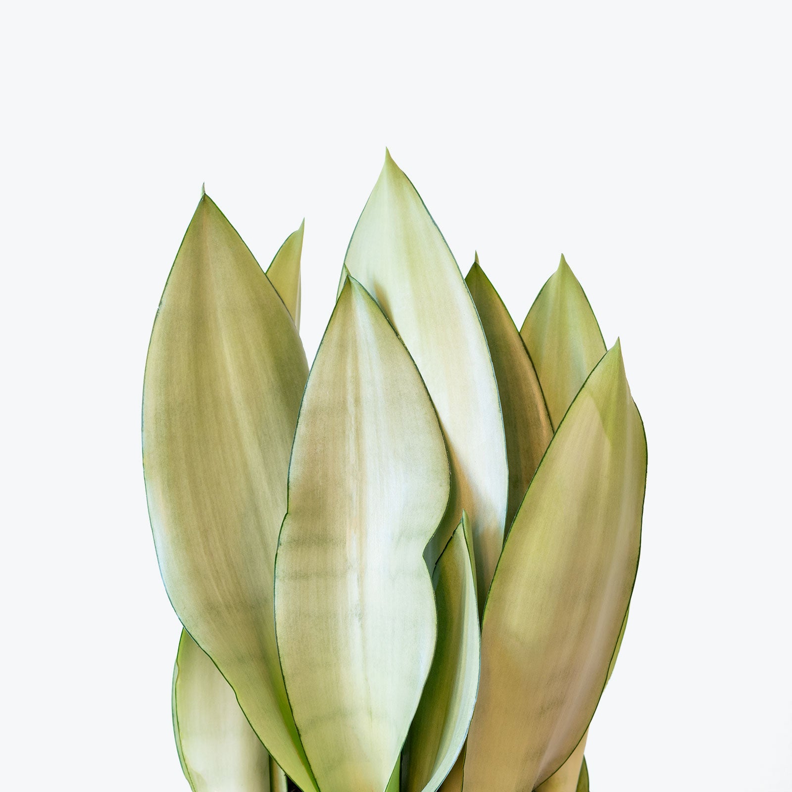 Sansevieria Moonshine | Snake Plant | Care Guide and Pro Tips - Delivery from Toronto across Canada - JOMO Studio