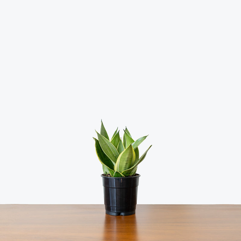 Sansevieria Night Owl | Snake Plant | Care Guide and Pro Tips - Delivery from Toronto across Canada - JOMO Studio