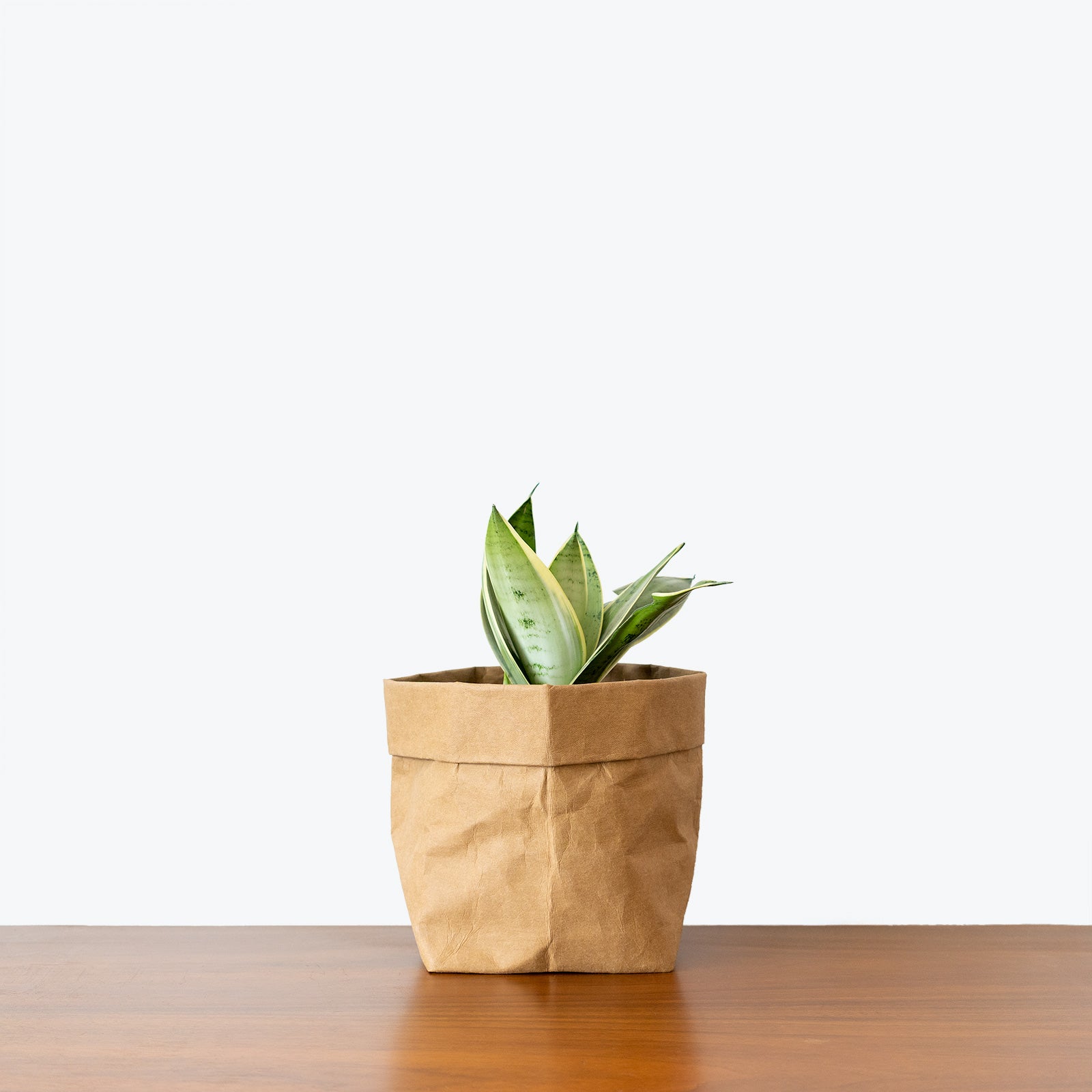 Sansevieria Night Owl - Snake Plant - House Plants Delivery Toronto - JOMO Studio