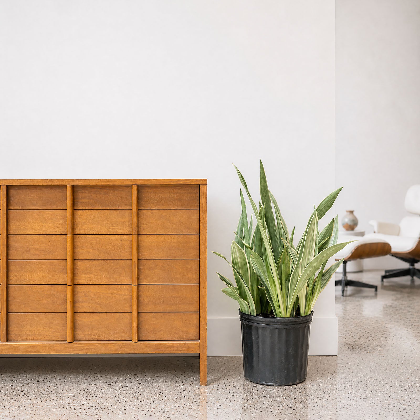 Sansevieria Sayuri | Snake Plant | Care Guide and Pro Tips - Delivery from Toronto across Canada - JOMO Studio