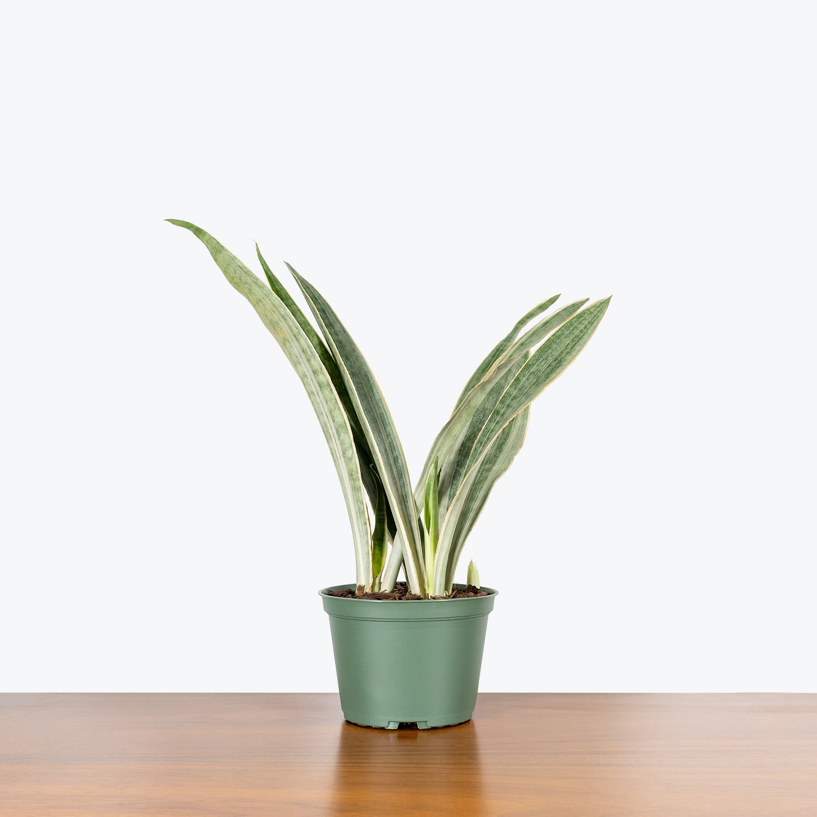 Sansevieria Sayuri | Snake Plant | Care Guide and Pro Tips - Delivery from Toronto across Canada - JOMO Studio