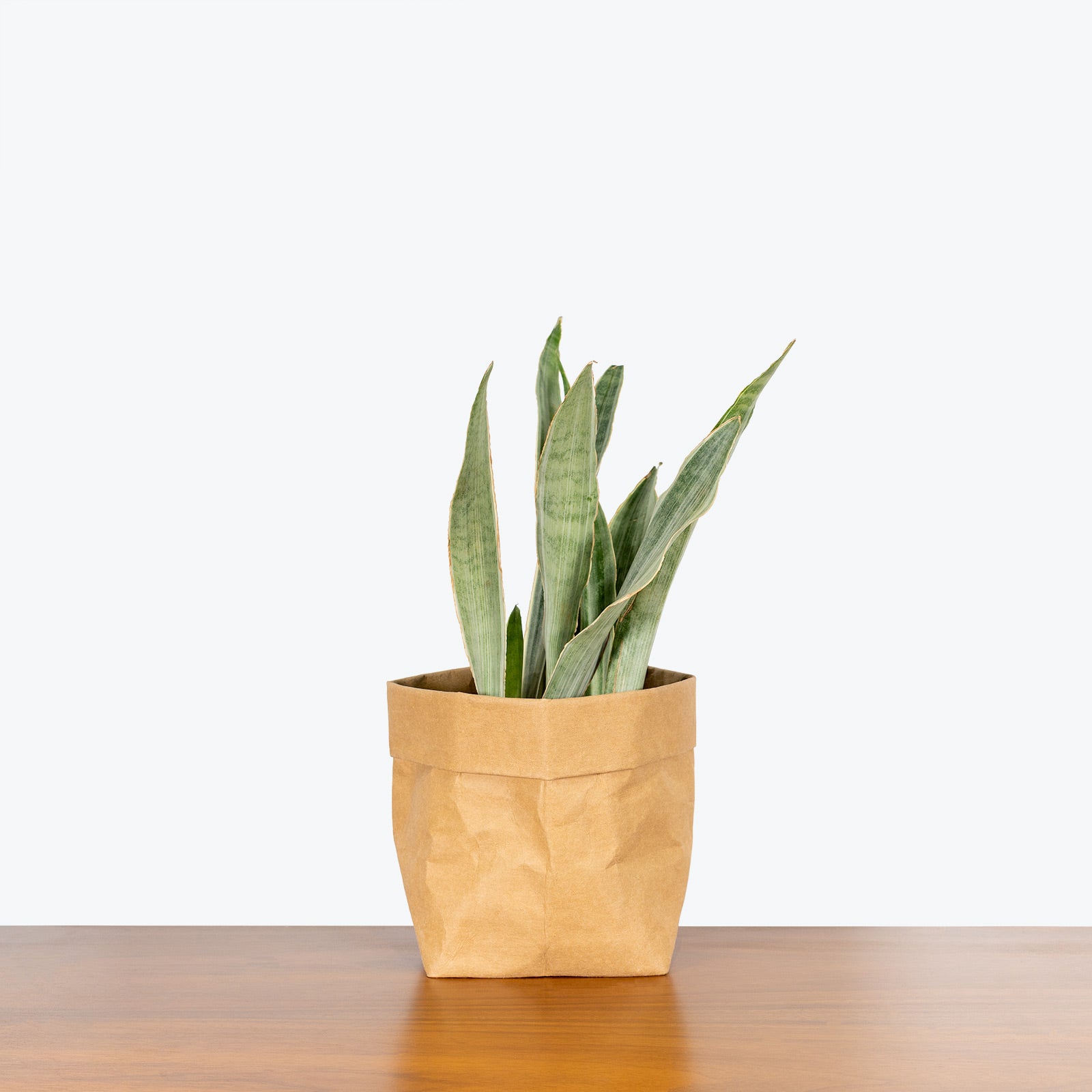 Sansevieria Sayuri - Snake Plant - House Plants Delivery Toronto - JOMO Studio