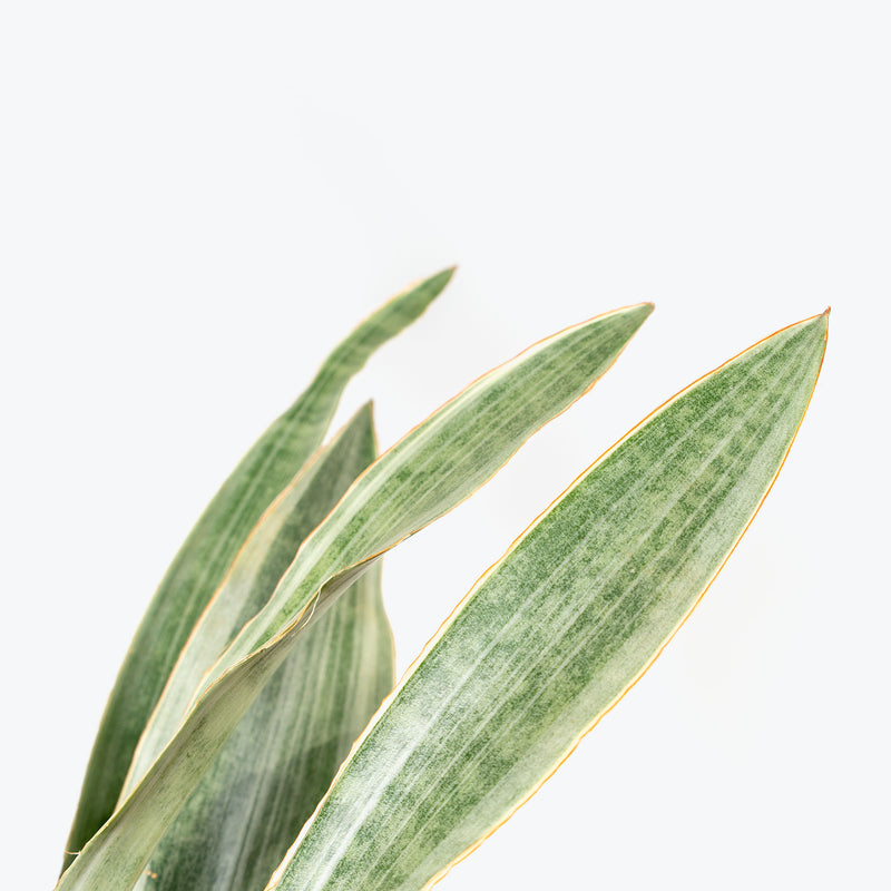 Sansevieria Sayuri | Snake Plant | Care Guide and Pro Tips - Delivery from Toronto across Canada - JOMO Studio