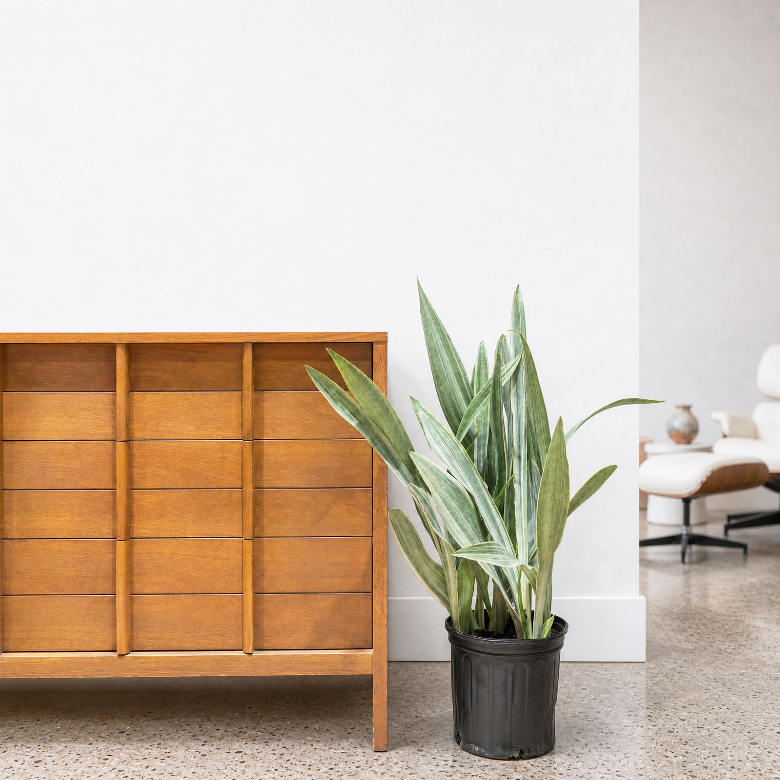 Sansevieria Sayuri | Snake Plant | Care Guide and Pro Tips - Delivery from Toronto across Canada - JOMO Studio