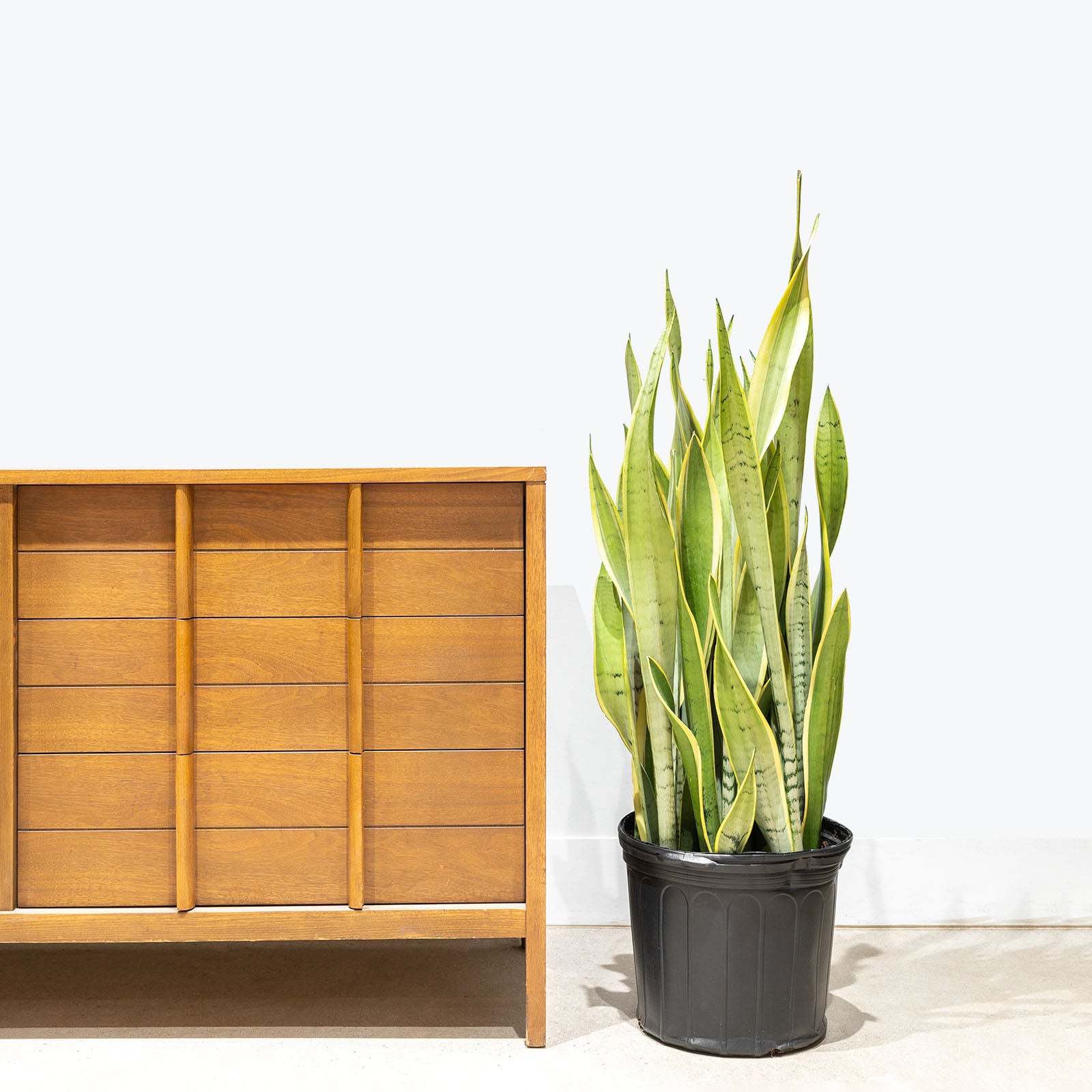 Sansevieria Silver Laurentii | Snake Plant | Care Guide and Pro Tips - Delivery from Toronto across Canada - JOMO Studio