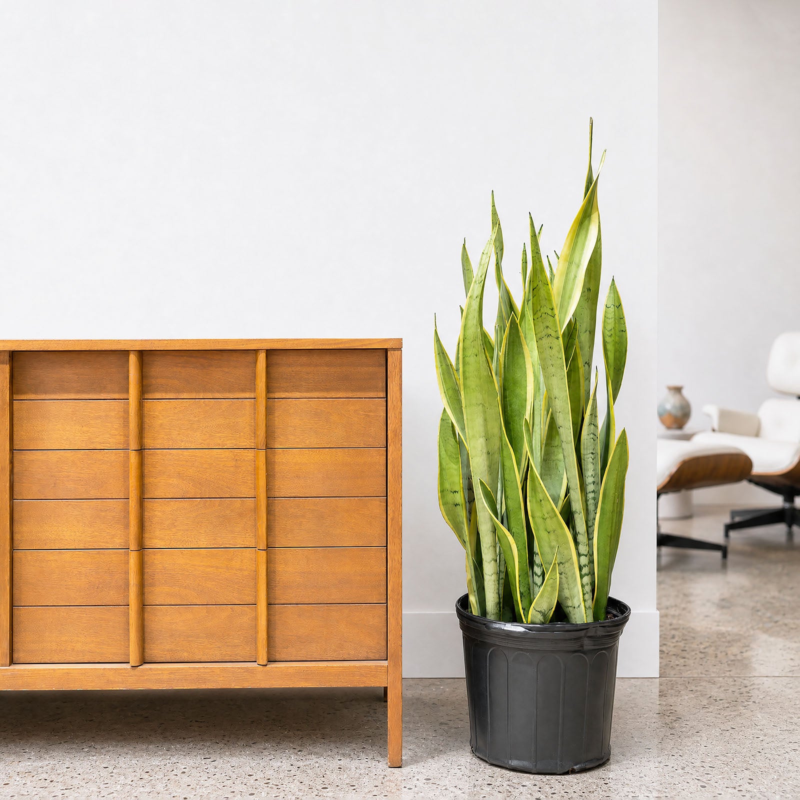 Sansevieria Silver Laurentii | Snake Plant | Care Guide and Pro Tips - Delivery from Toronto across Canada - JOMO Studio