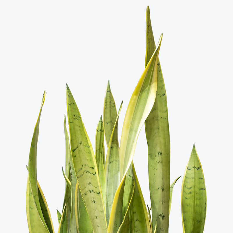 Sansevieria Silver Laurentii | Snake Plant | Care Guide and Pro Tips - Delivery from Toronto across Canada - JOMO Studio