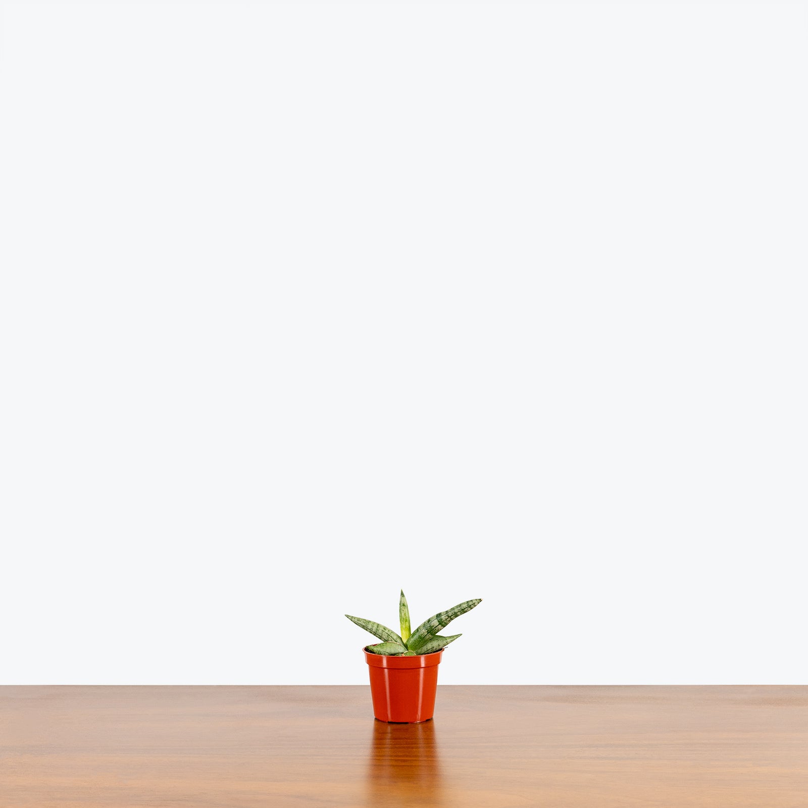 Sansevieria Starfish - Snake Plant - House Plants Delivery Toronto - JOMO Studio