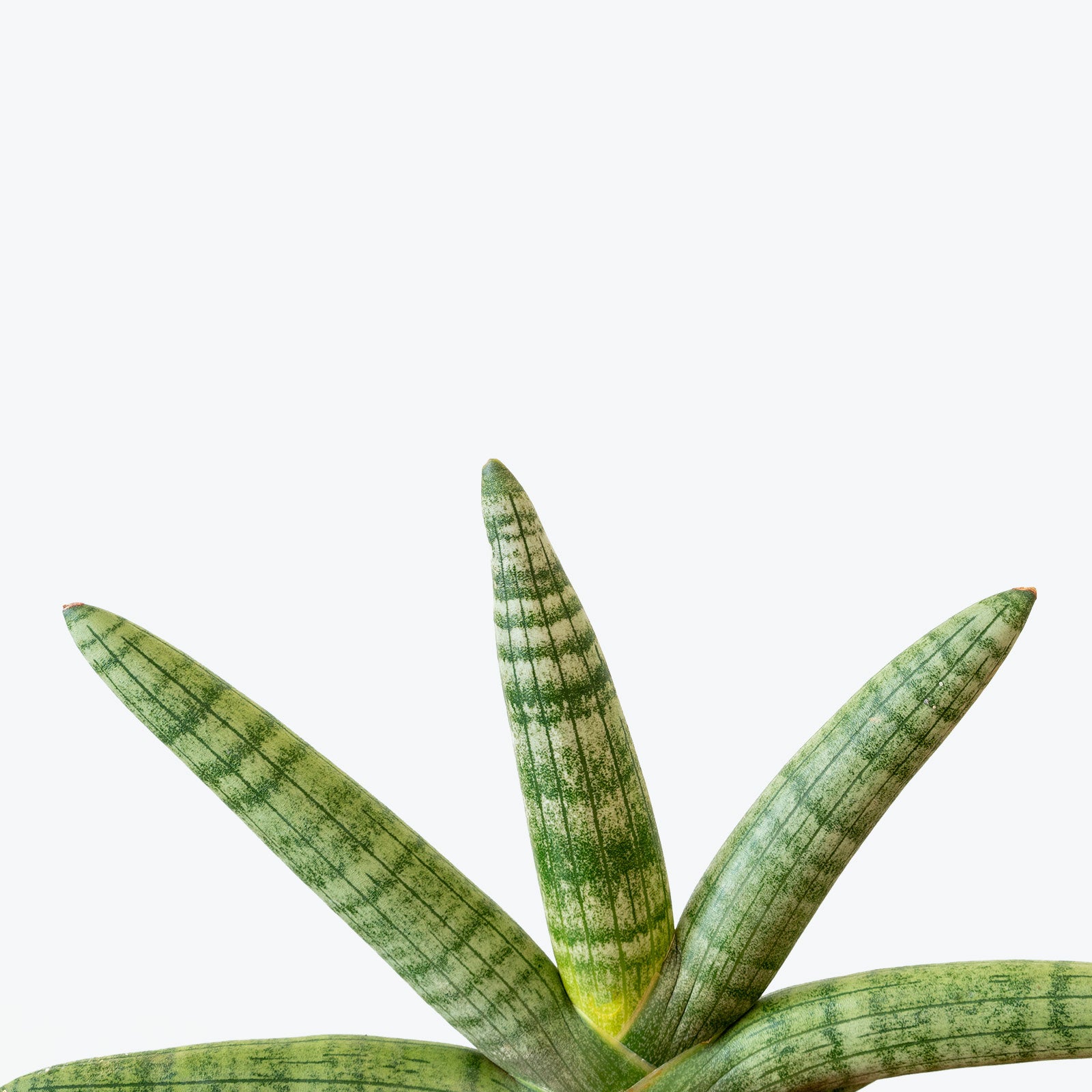 Sansevieria Starfish | Snake Plant | Care Guide and Pro Tips - Delivery from Toronto across Canada - JOMO Studio