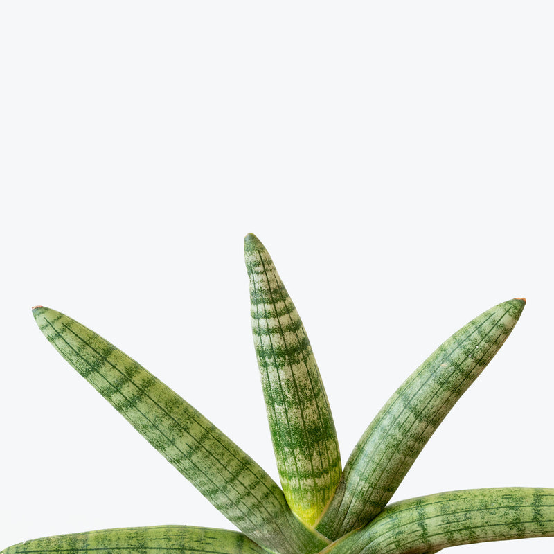 Sansevieria Starfish | Snake Plant | Care Guide and Pro Tips - Delivery from Toronto across Canada - JOMO Studio