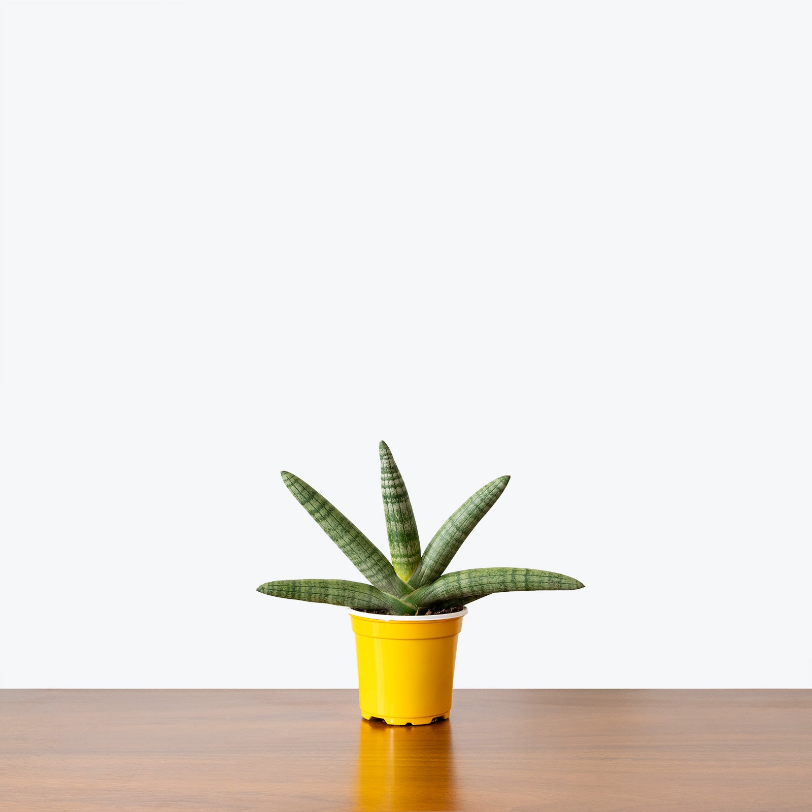 Sansevieria Starfish | Snake Plant | Care Guide and Pro Tips - Delivery from Toronto across Canada - JOMO Studio