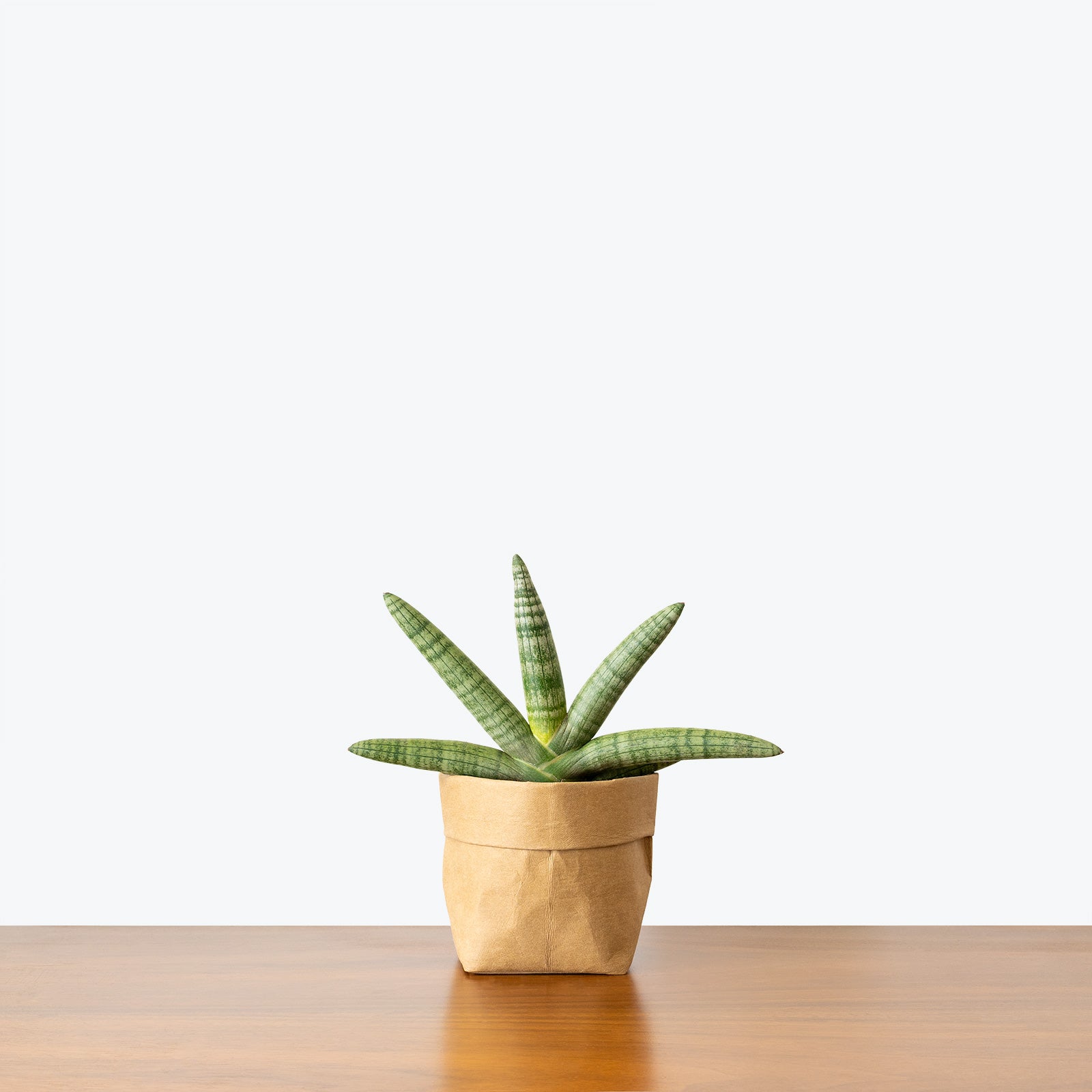 Sansevieria Starfish | Snake Plant | Care Guide and Pro Tips - Delivery from Toronto across Canada - JOMO Studio