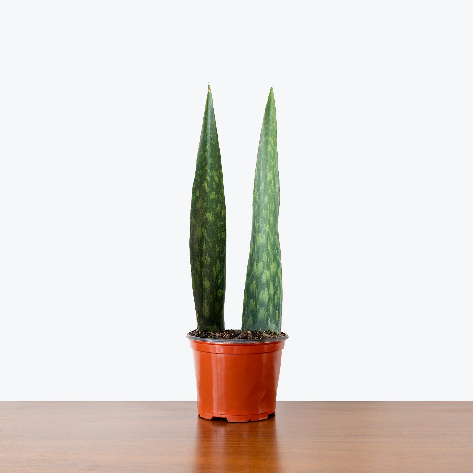 Sansevieria Tigressa Shark Fin | Snake Plant | Care Guide and Pro Tips - Delivery from Toronto across Canada - JOMO Studio