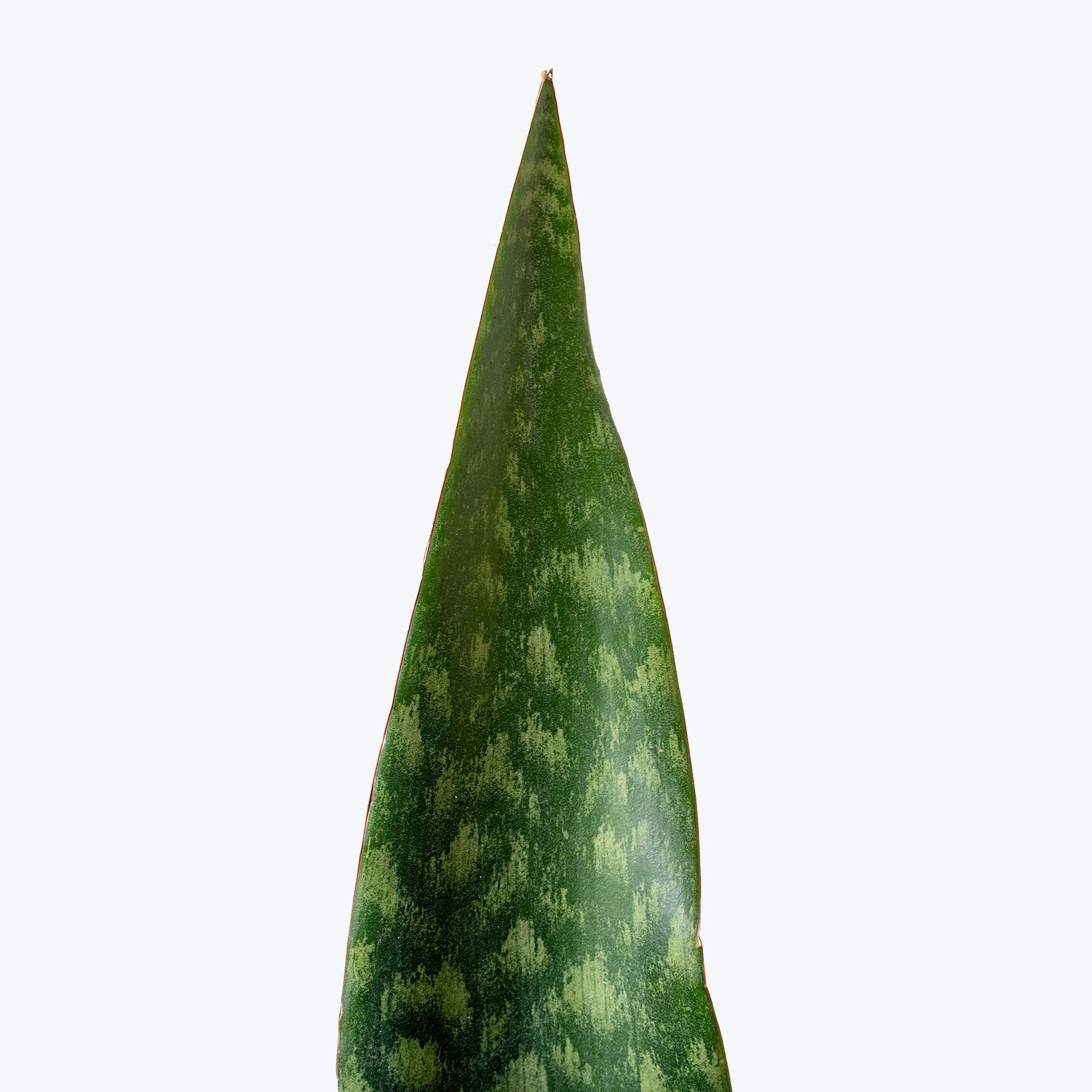 Sansevieria Tigressa Shark Fin | Snake Plant | Care Guide and Pro Tips - Delivery from Toronto across Canada - JOMO Studio