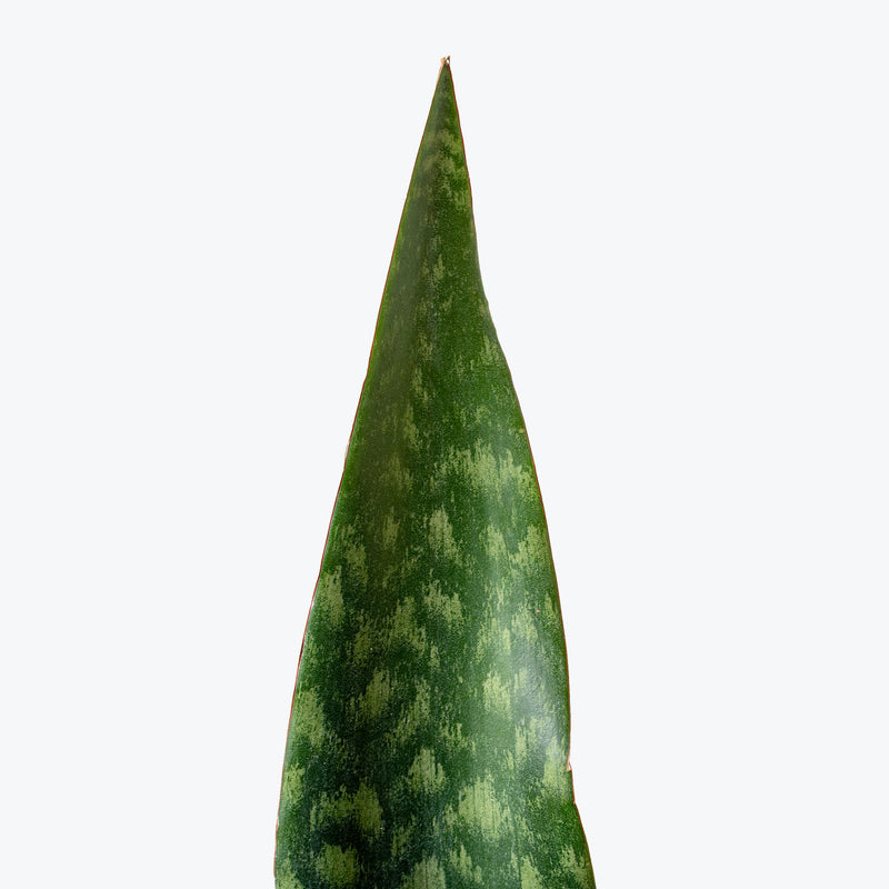 Sansevieria Tigressa Shark Fin | Snake Plant | Care Guide and Pro Tips - Delivery from Toronto across Canada - JOMO Studio