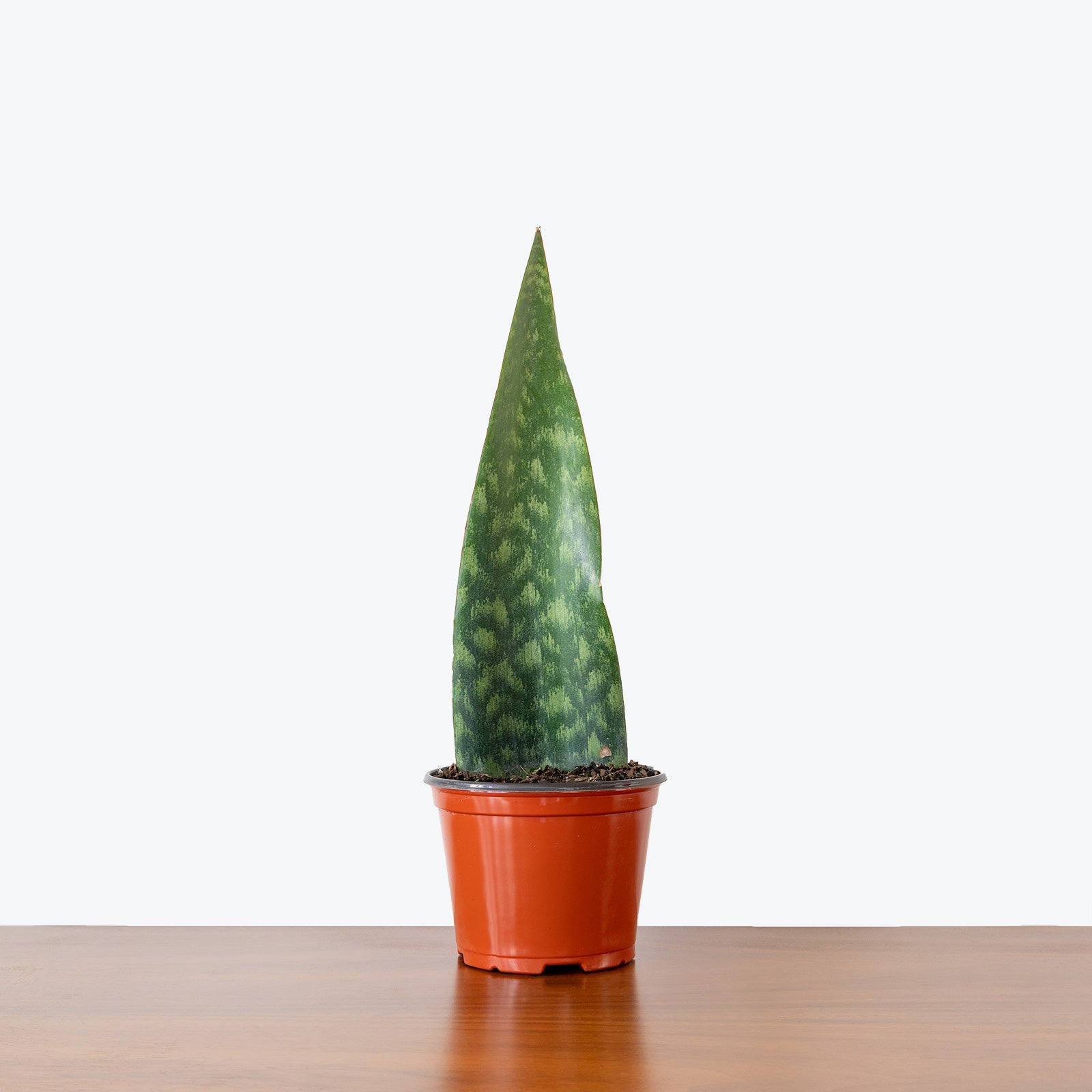 Sansevieria Tigressa Shark Fin - Snake Plant - House Plants Delivery Toronto - JOMO Studio