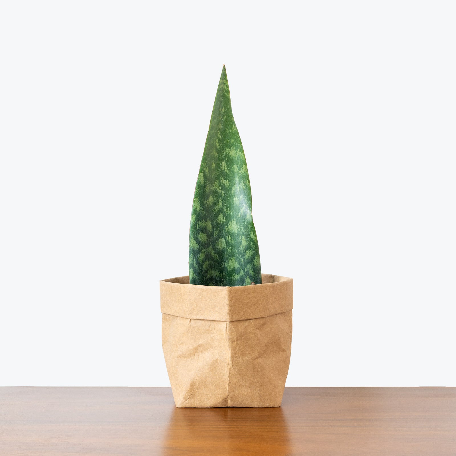 Sansevieria Tigressa Shark Fin | Snake Plant | Care Guide and Pro Tips - Delivery from Toronto across Canada - JOMO Studio