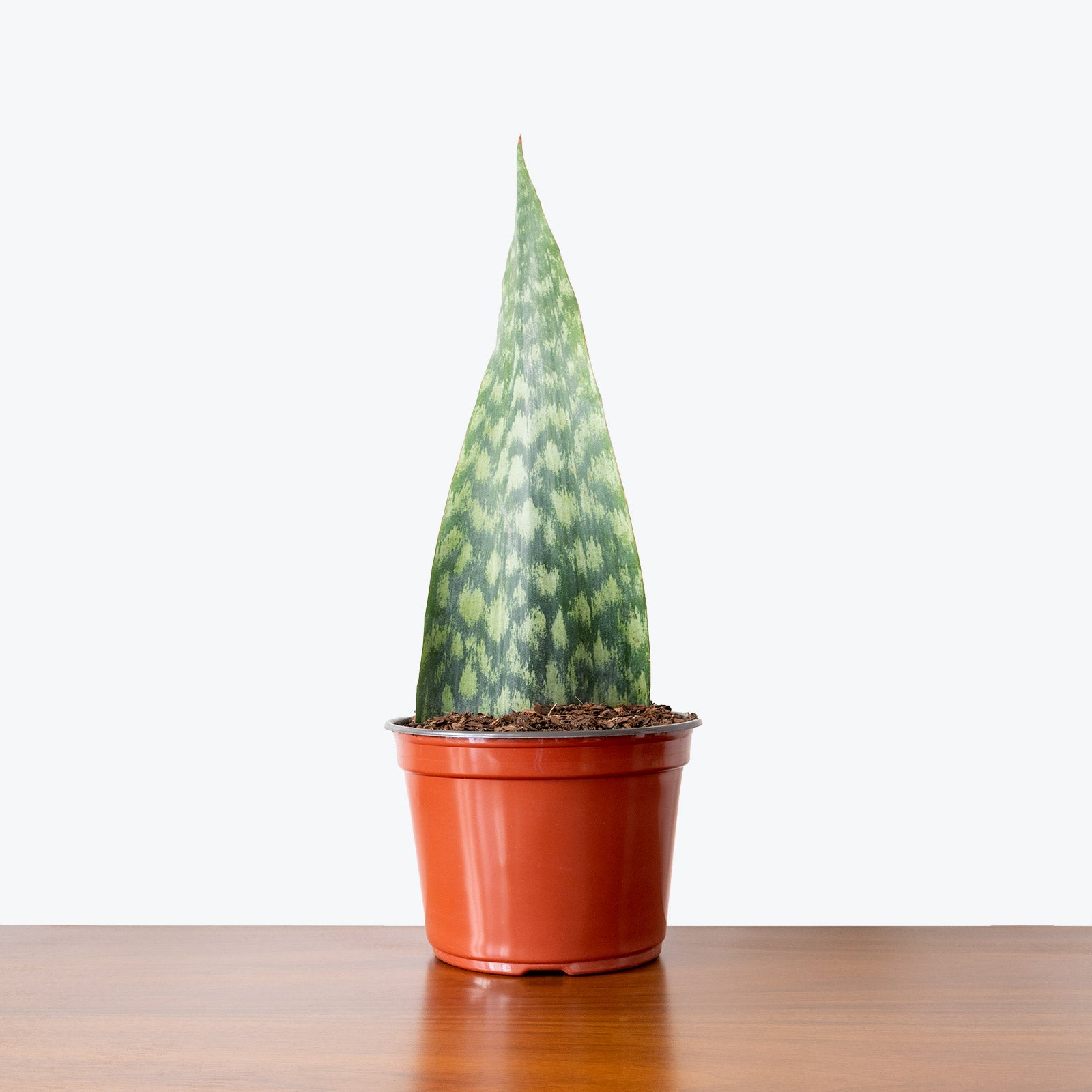 Sansevieria Tigressa Shark Fin | Snake Plant | Care Guide and Pro Tips - Delivery from Toronto across Canada - JOMO Studio