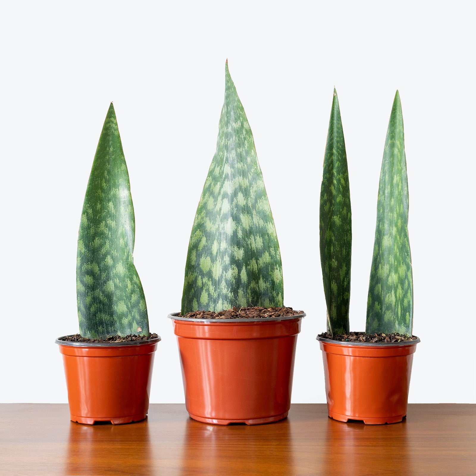 Sansevieria Tigressa Shark Fin - Snake Plant - House Plants Delivery Toronto - JOMO Studio