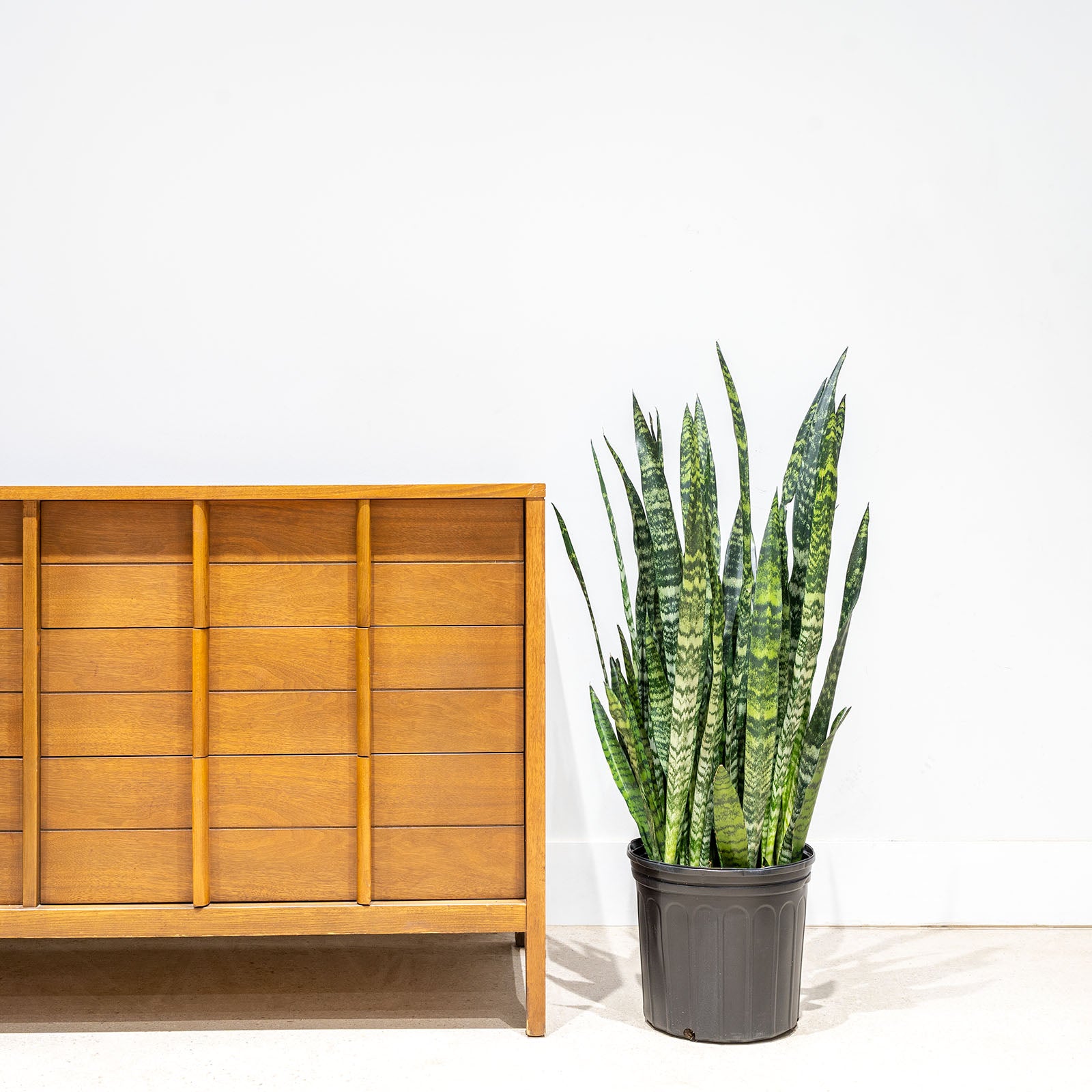 Sansevieria Wintergreen | Snake Plant | Care Guide and Pro Tips - Delivery from Toronto across Canada - JOMO Studio