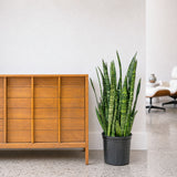 Sansevieria Wintergreen — 9"- 10" Pot (3'-4' Tall)