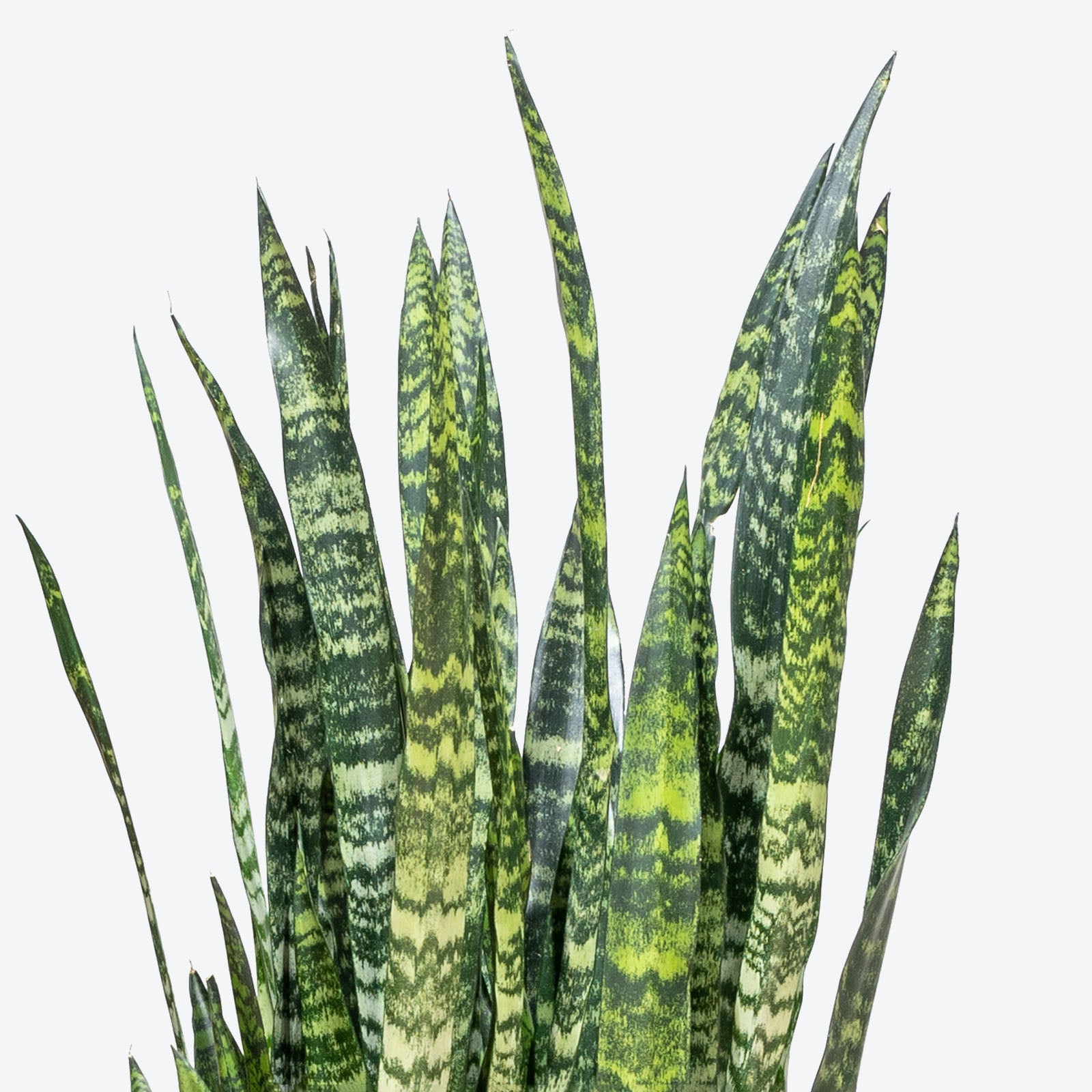 Sansevieria Wintergreen - Snake Plant - House Plants Delivery Toronto - JOMO Studio