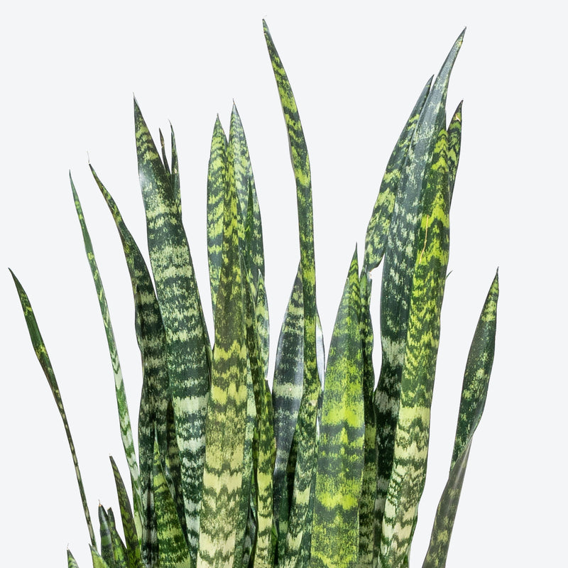 Sansevieria Wintergreen | Snake Plant | Care Guide and Pro Tips - Delivery from Toronto across Canada - JOMO Studio