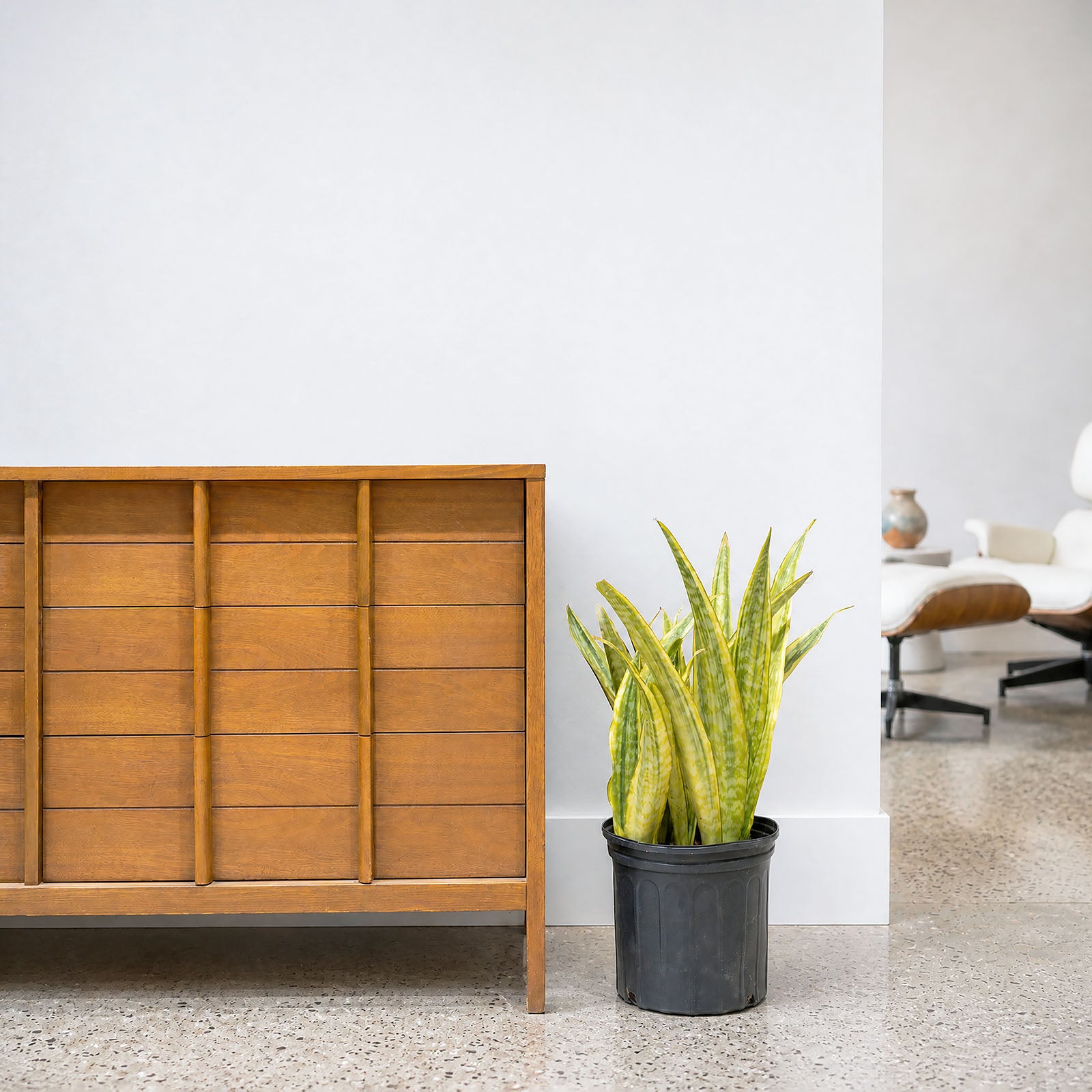 Sansevieria Yellowstone | Snake Plant | Care Guide and Pro Tips - Delivery from Toronto across Canada - JOMO Studio