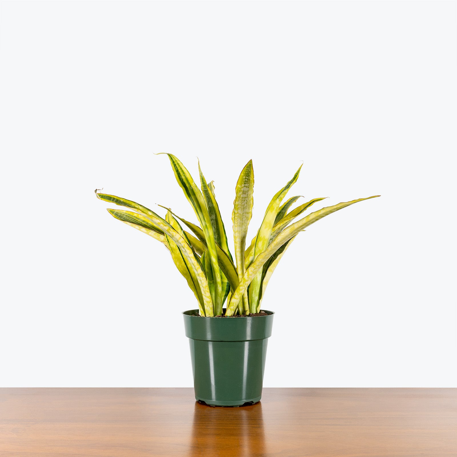 Sansevieria Yellowstone | Snake Plant | Care Guide and Pro Tips - Delivery from Toronto across Canada - JOMO Studio