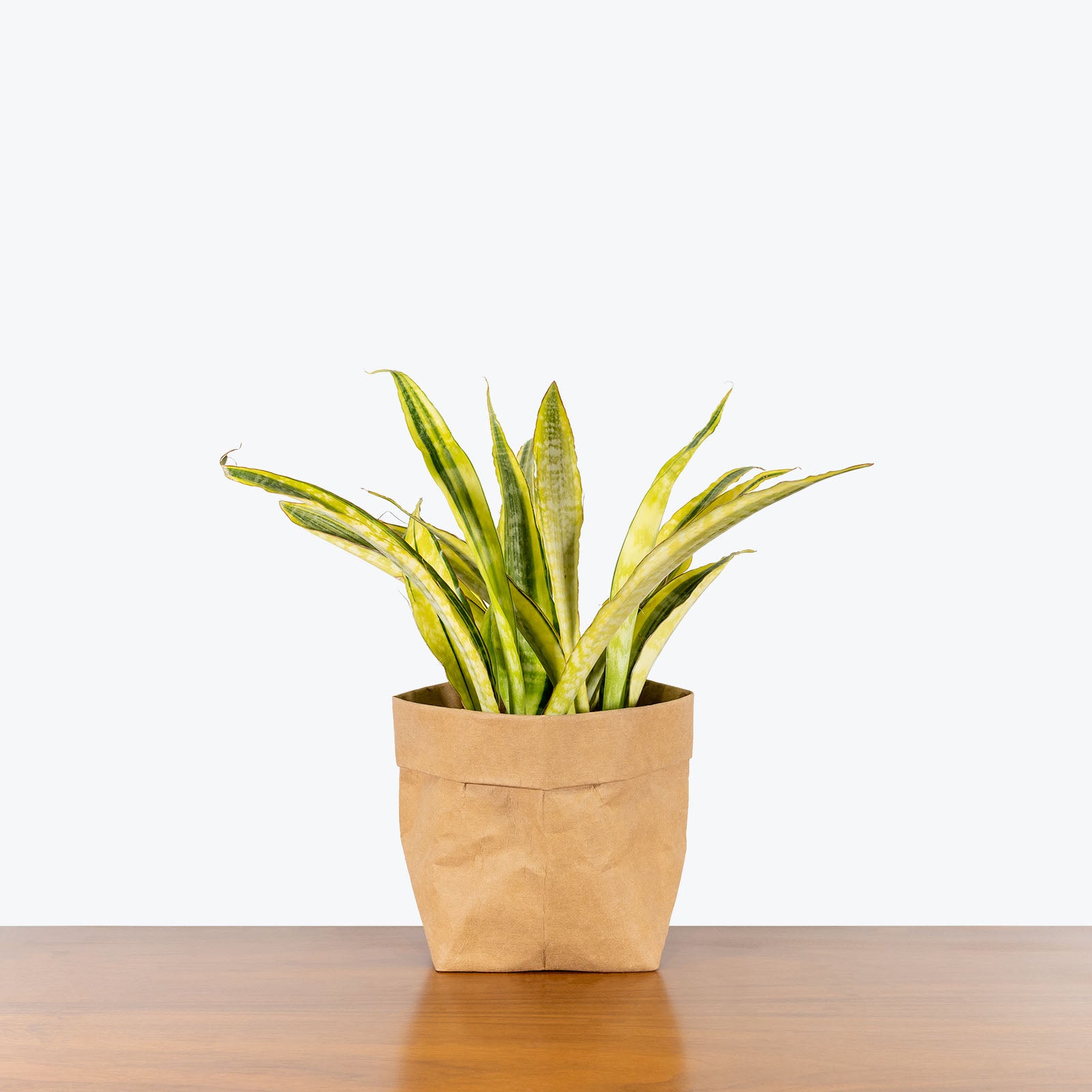 Sansevieria Yellow Stone - Snake Plant - House Plants Delivery Toronto - JOMO Studio