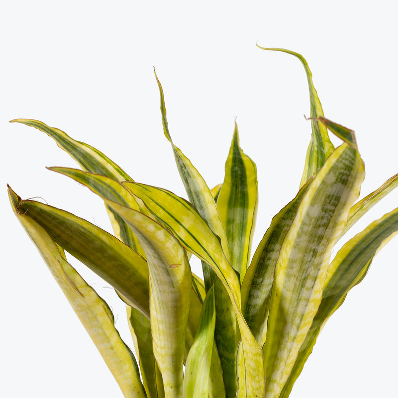 Sansevieria Yellowstone | Snake Plant | Care Guide and Pro Tips - Delivery from Toronto across Canada - JOMO Studio