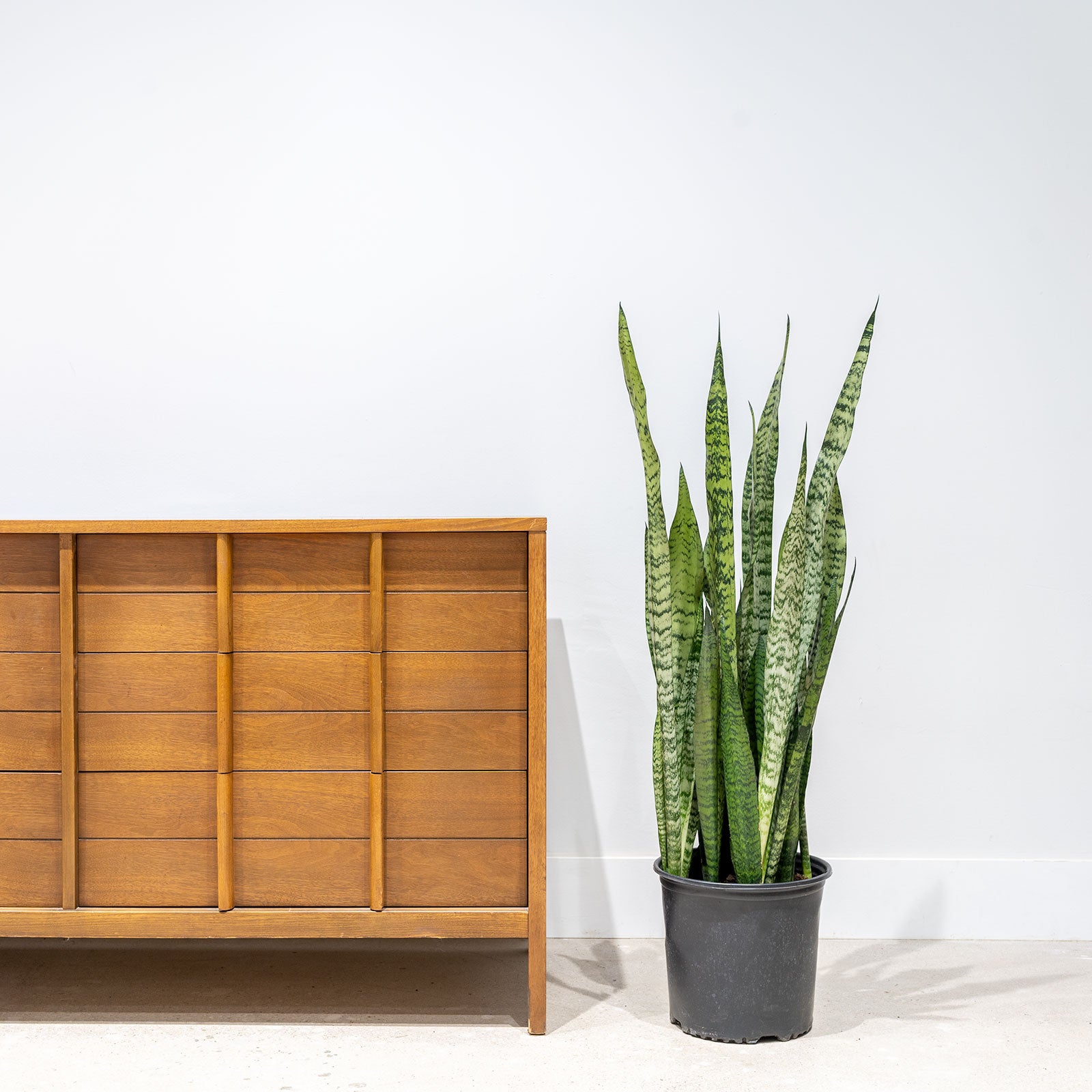 Sansevieria Zeylanica - Snake Plant - House Plants Delivery Toronto - JOMO Studio