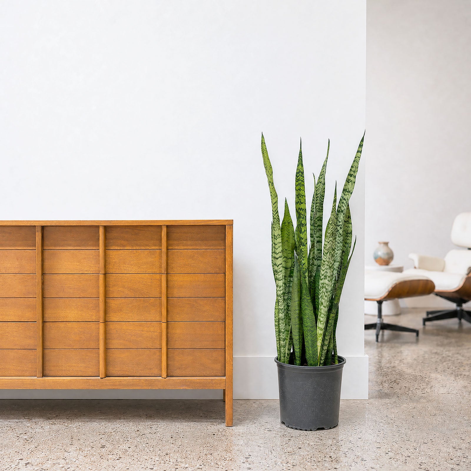 Sansevieria Zeylanica | Low Light Plants & Houseplants for Delivery | Care Guide and Pro Tips
