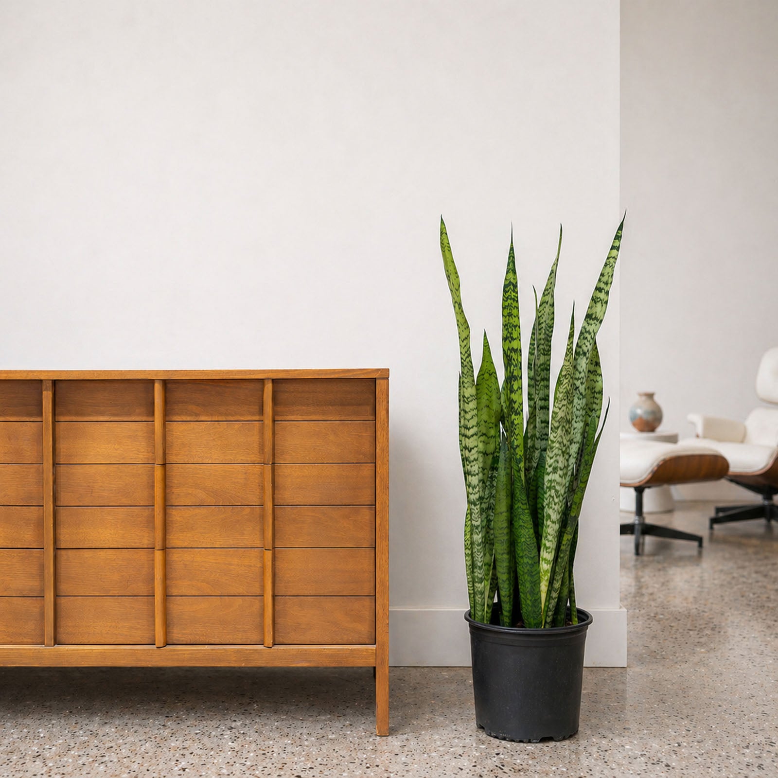 Sansevieria Zeylanica | Low Light Plants & Houseplants for Delivery | Care Guide and Pro Tips