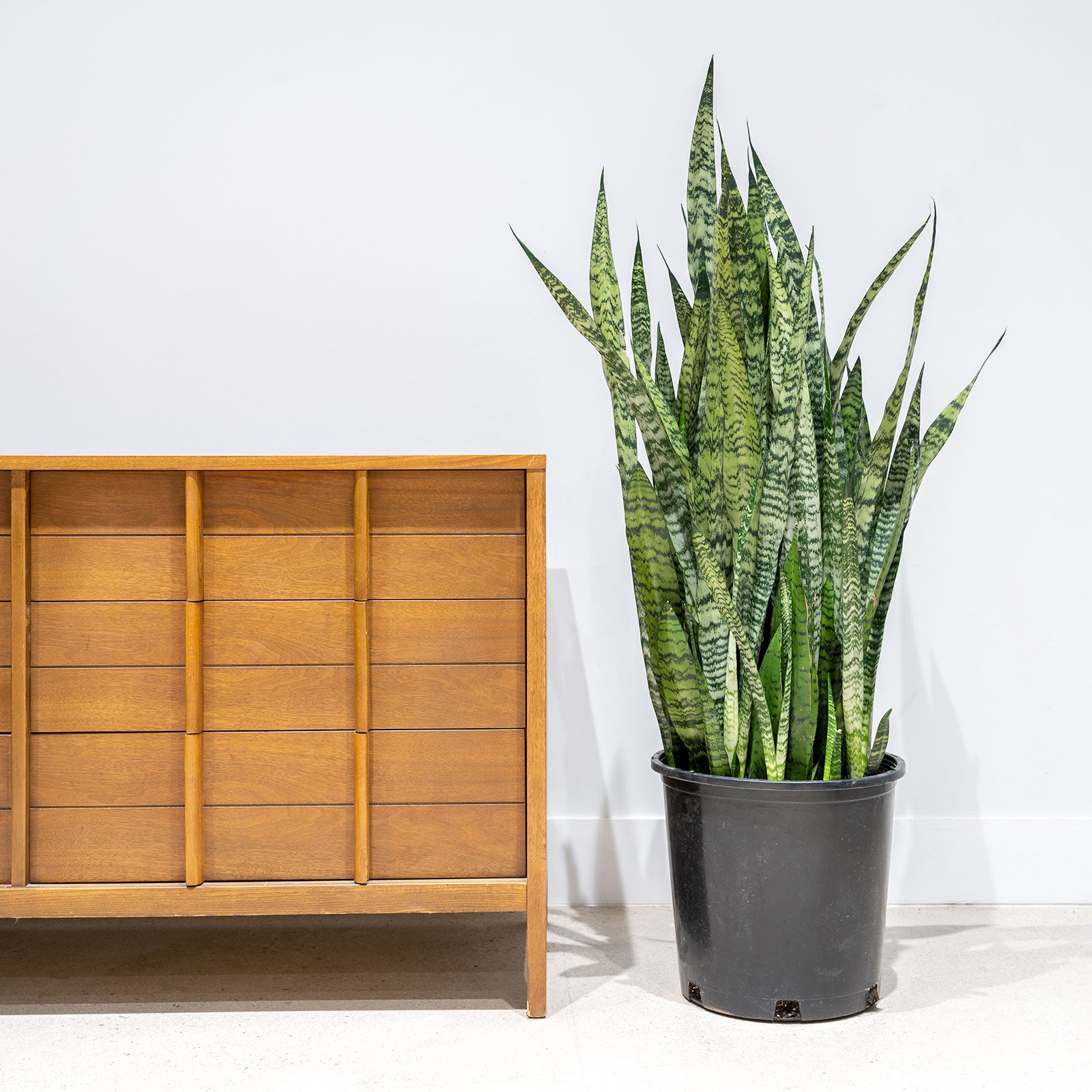 Sansevieria Zeylanica - Snake Plant - House Plants Delivery Toronto - JOMO Studio