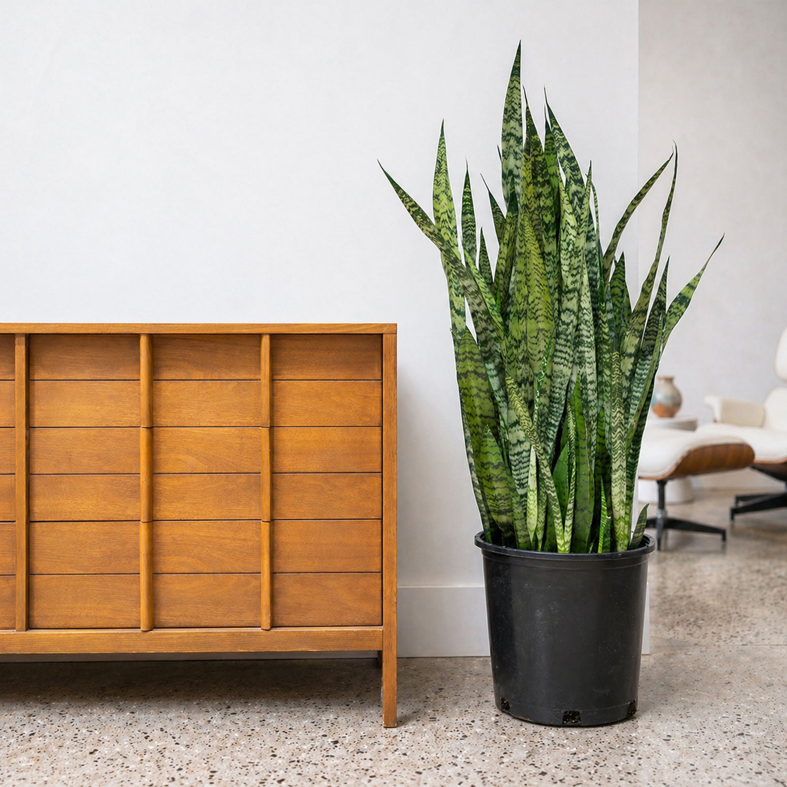 Sansevieria Zeylanica | Low Light Plants & Houseplants for Delivery | Care Guide and Pro Tips
