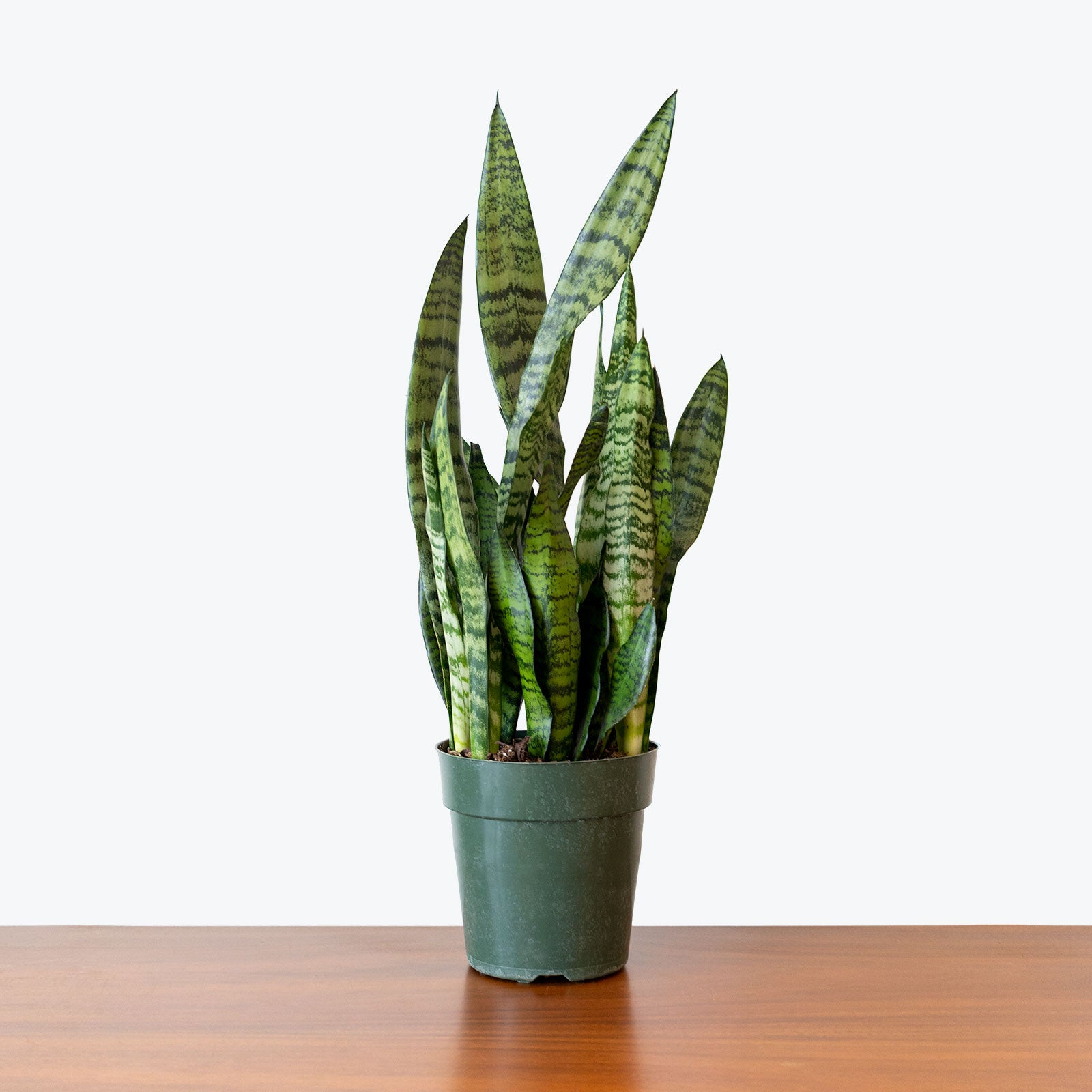 Sansevieria Zeylanica | Low Light Plants & Houseplants for Delivery | Care Guide and Pro Tips